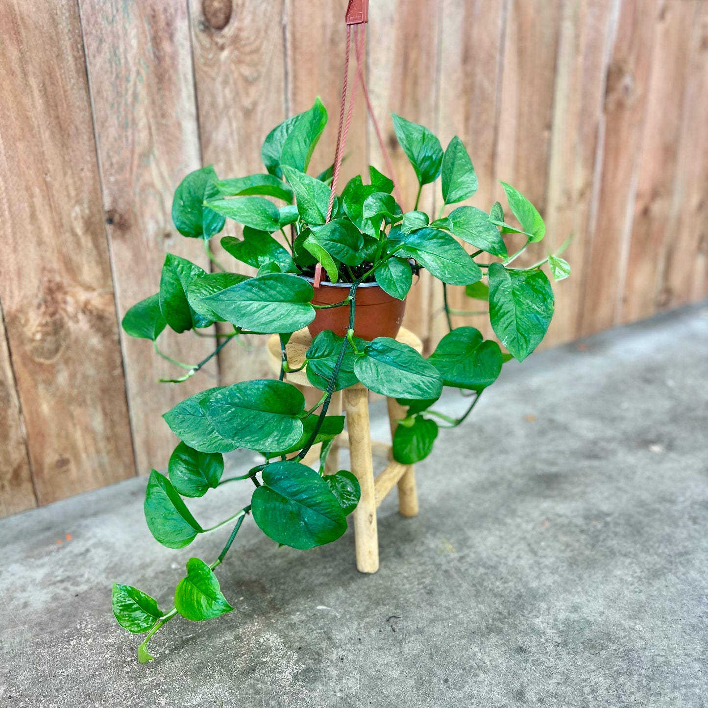Pothos 'Jade' (Epipremnum aureum)