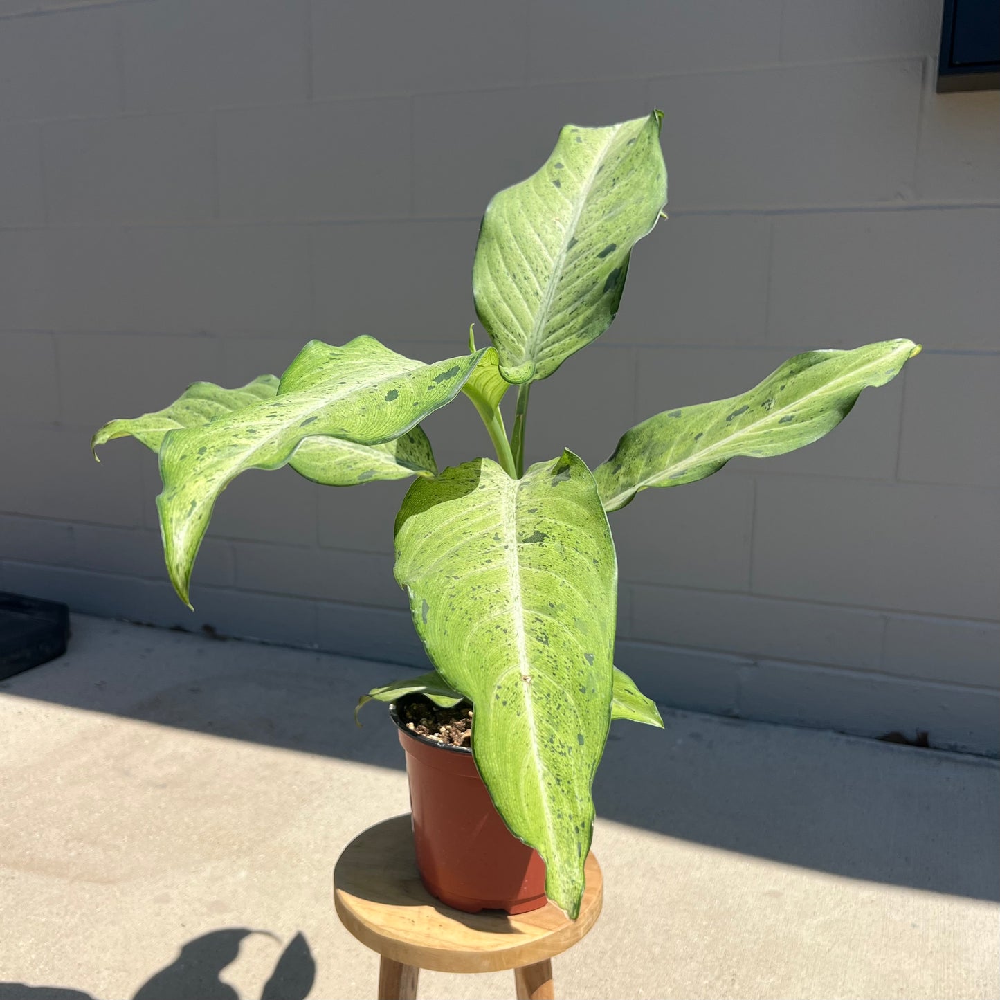 Dieffenbachia Camouflage