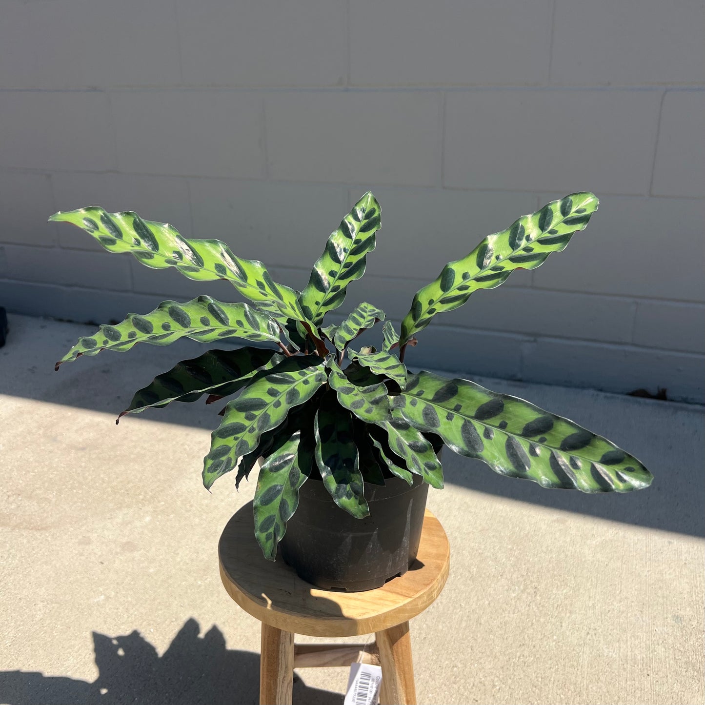 Calathea Lancifolia