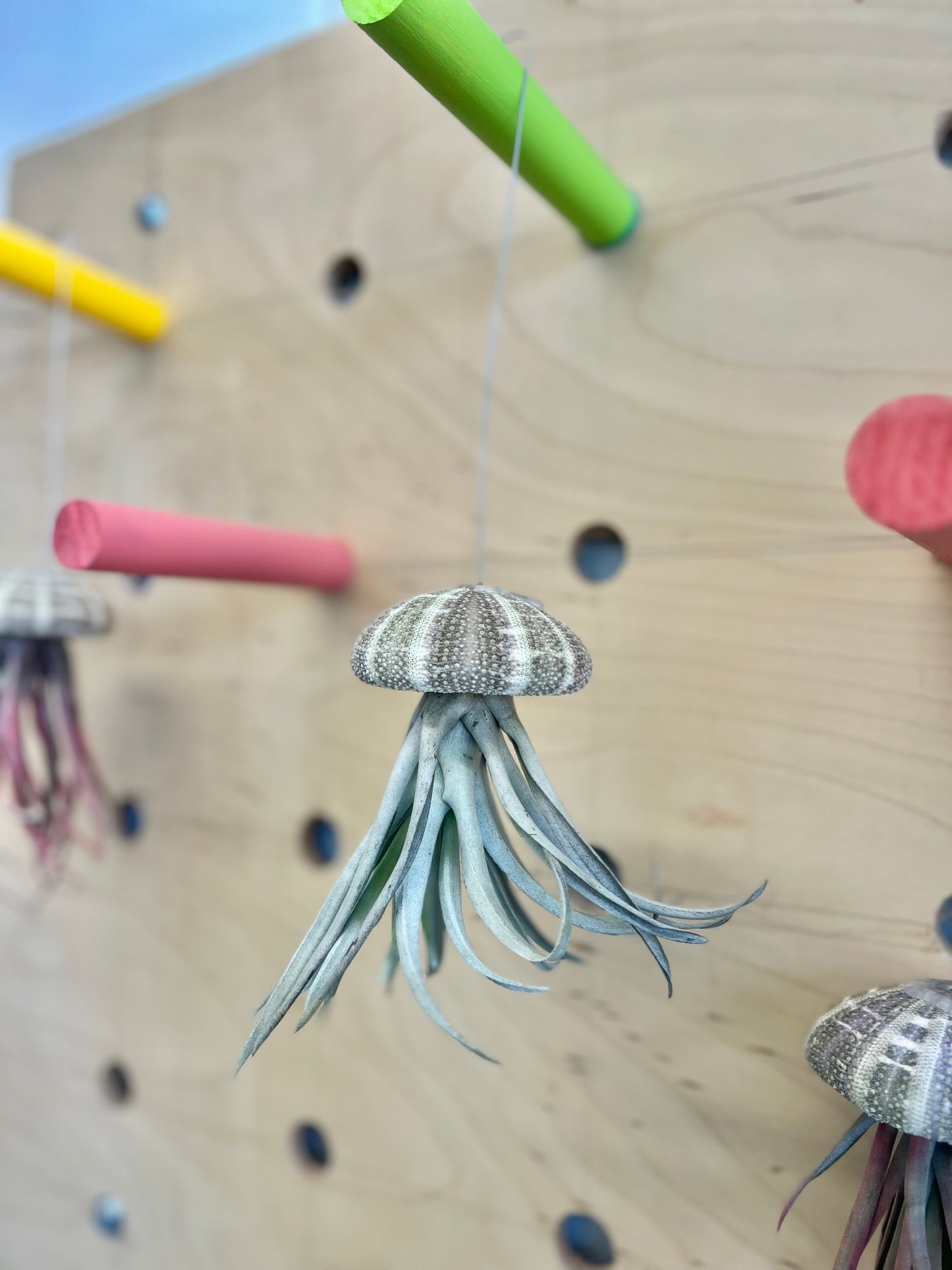 Tillandsia Jellyfish