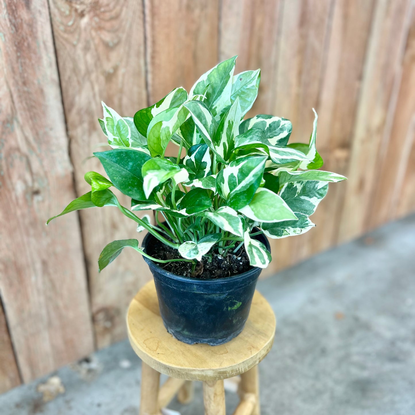 Pothos 'Pearls & Jade' (Epipremnum aureum)