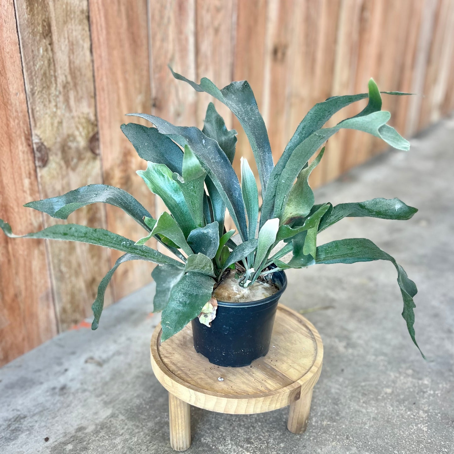 Staghorn Fern