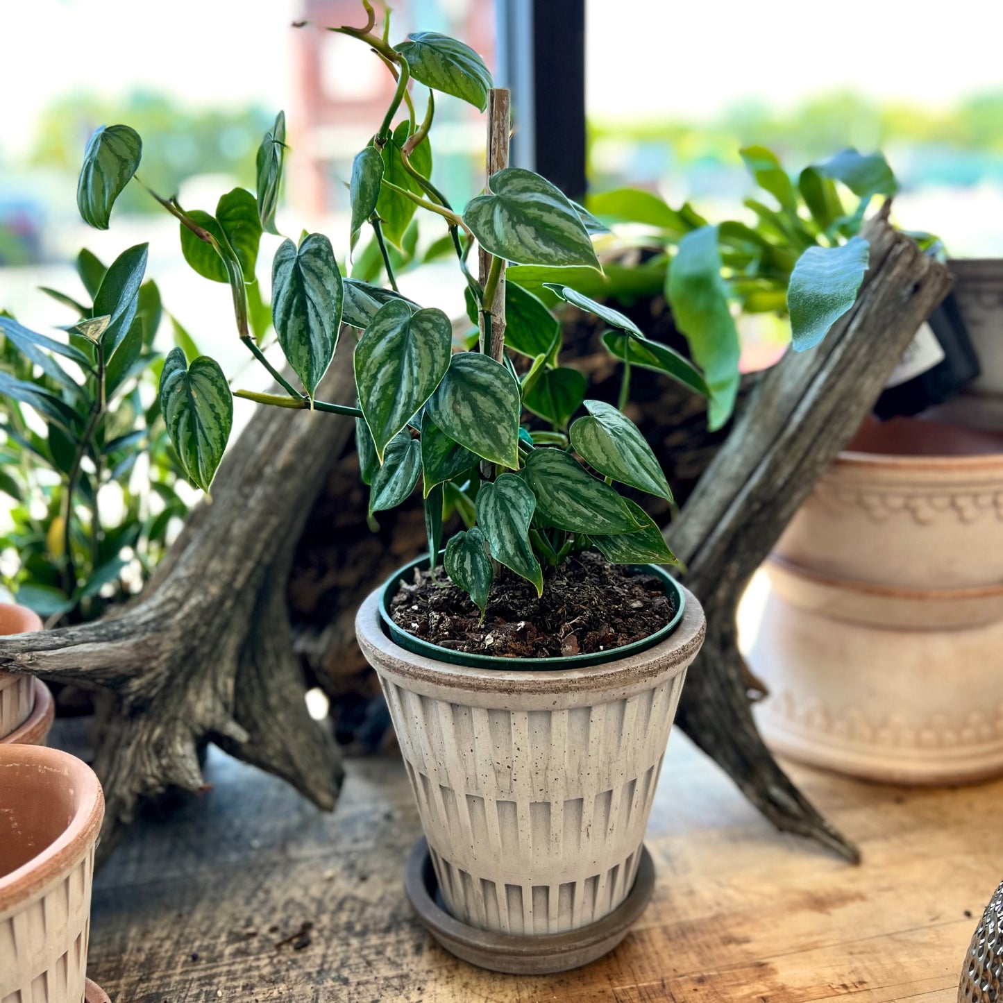 Philodendron Brandi in Bergs Pantheon