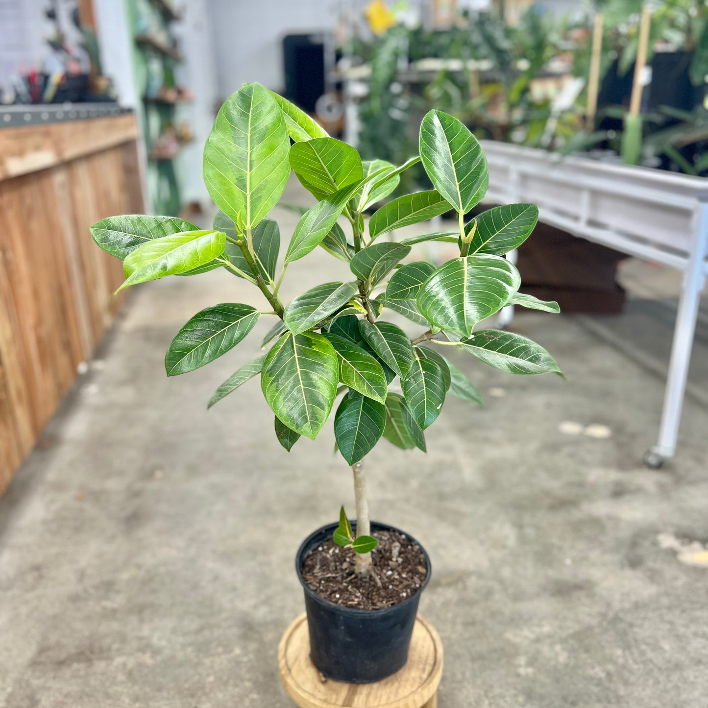Ficus Altissima Golden Gem