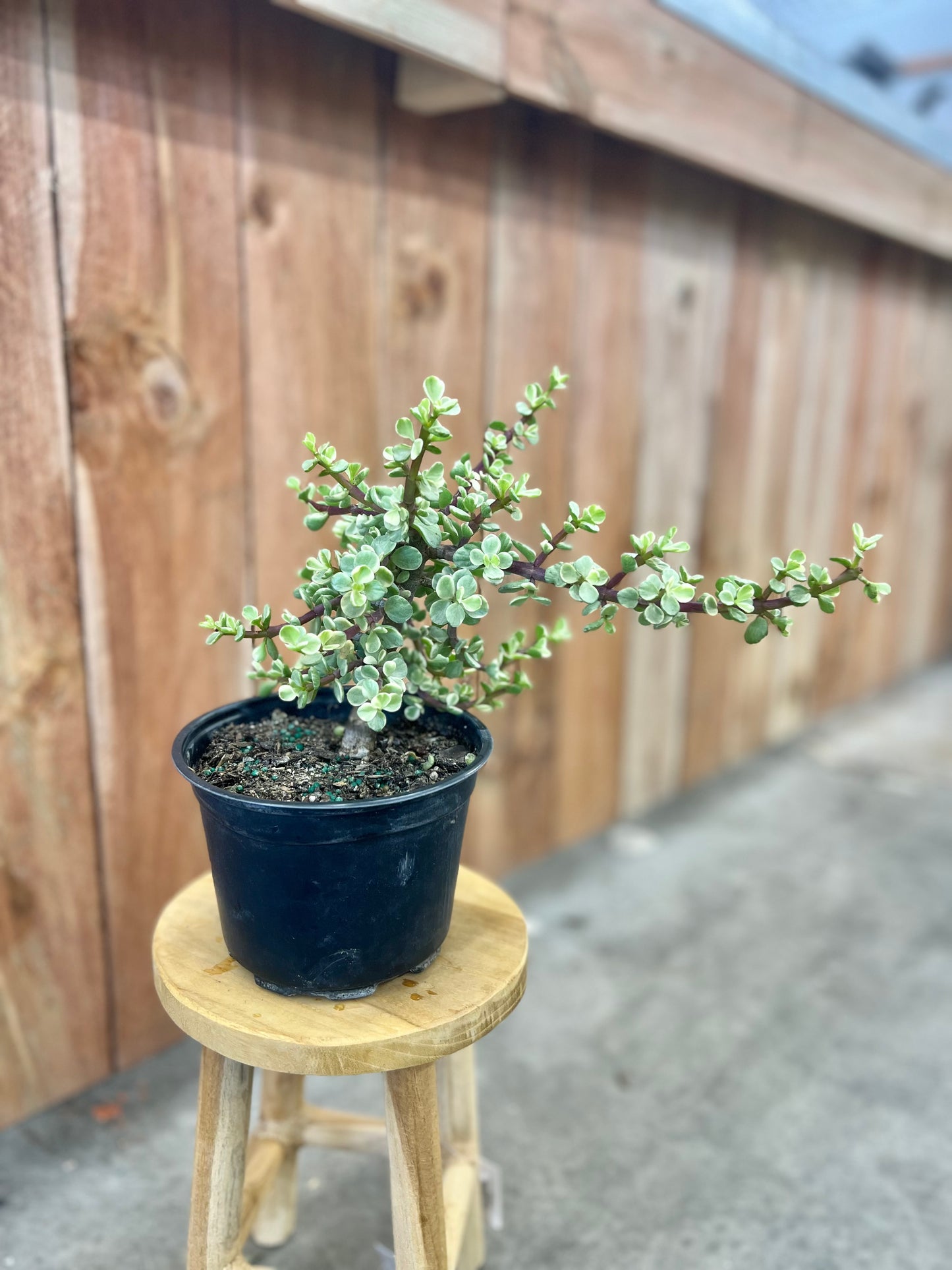 Bonsai Tree