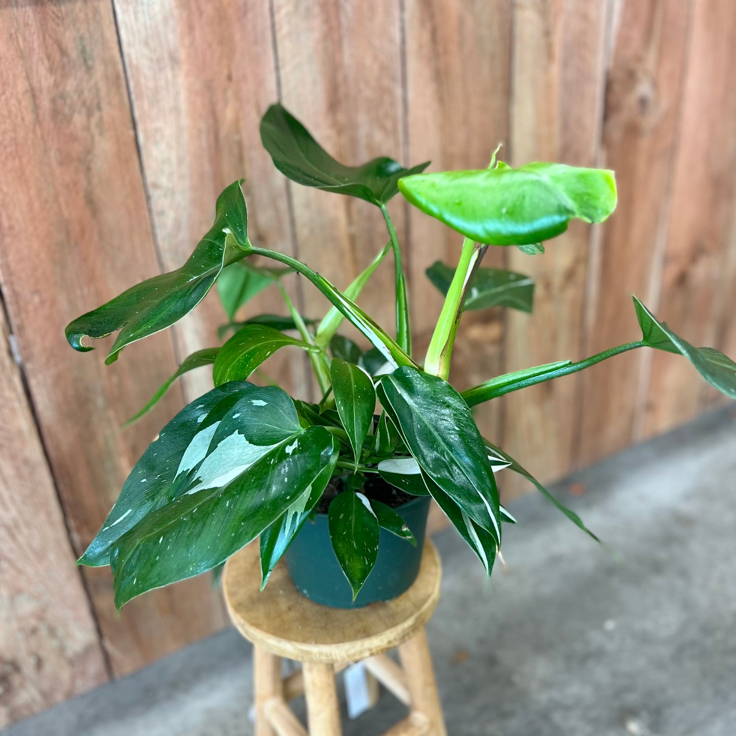 Philodendron White Princess