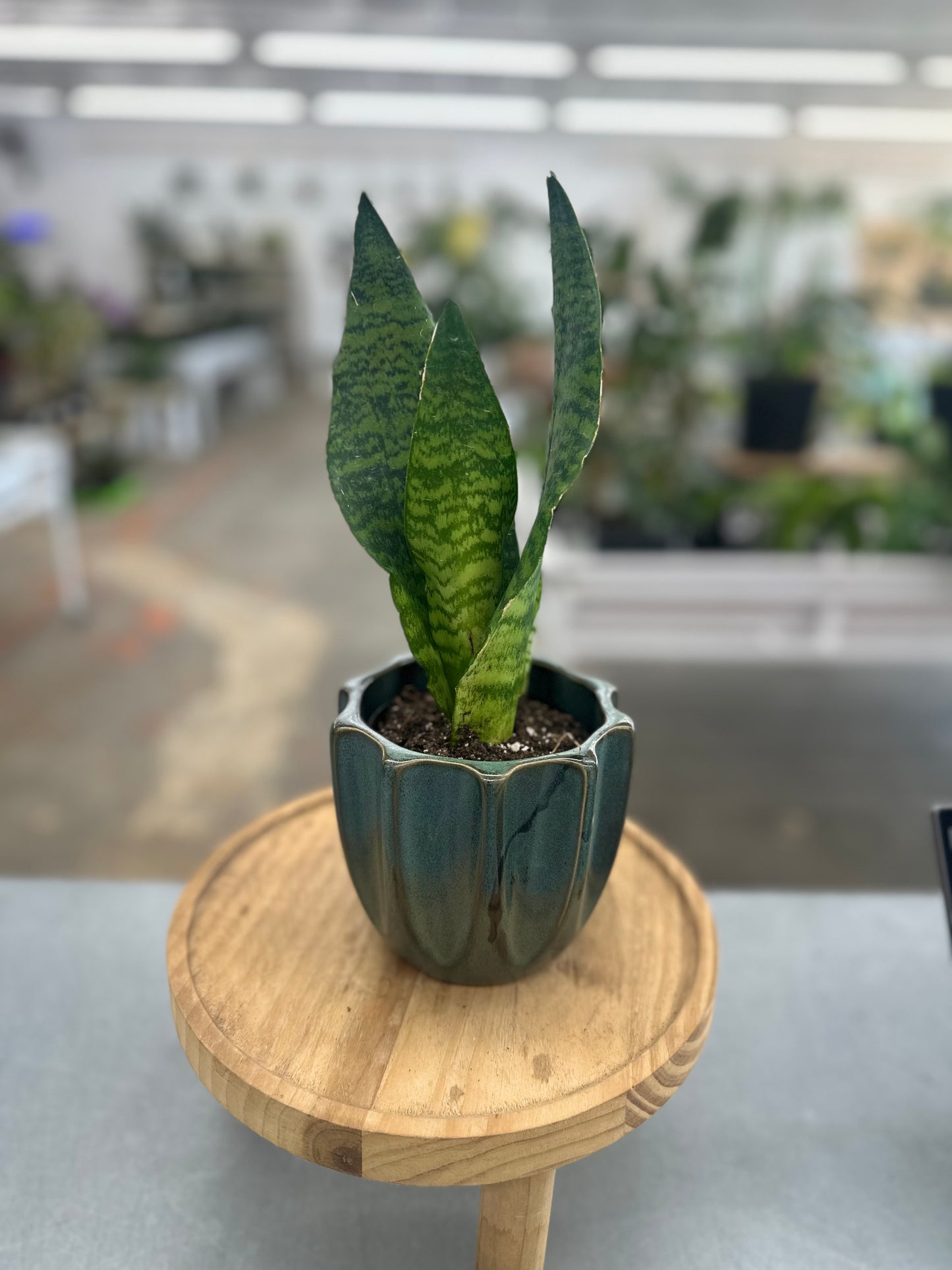 Sansevieria Coral in Beaumont Pot