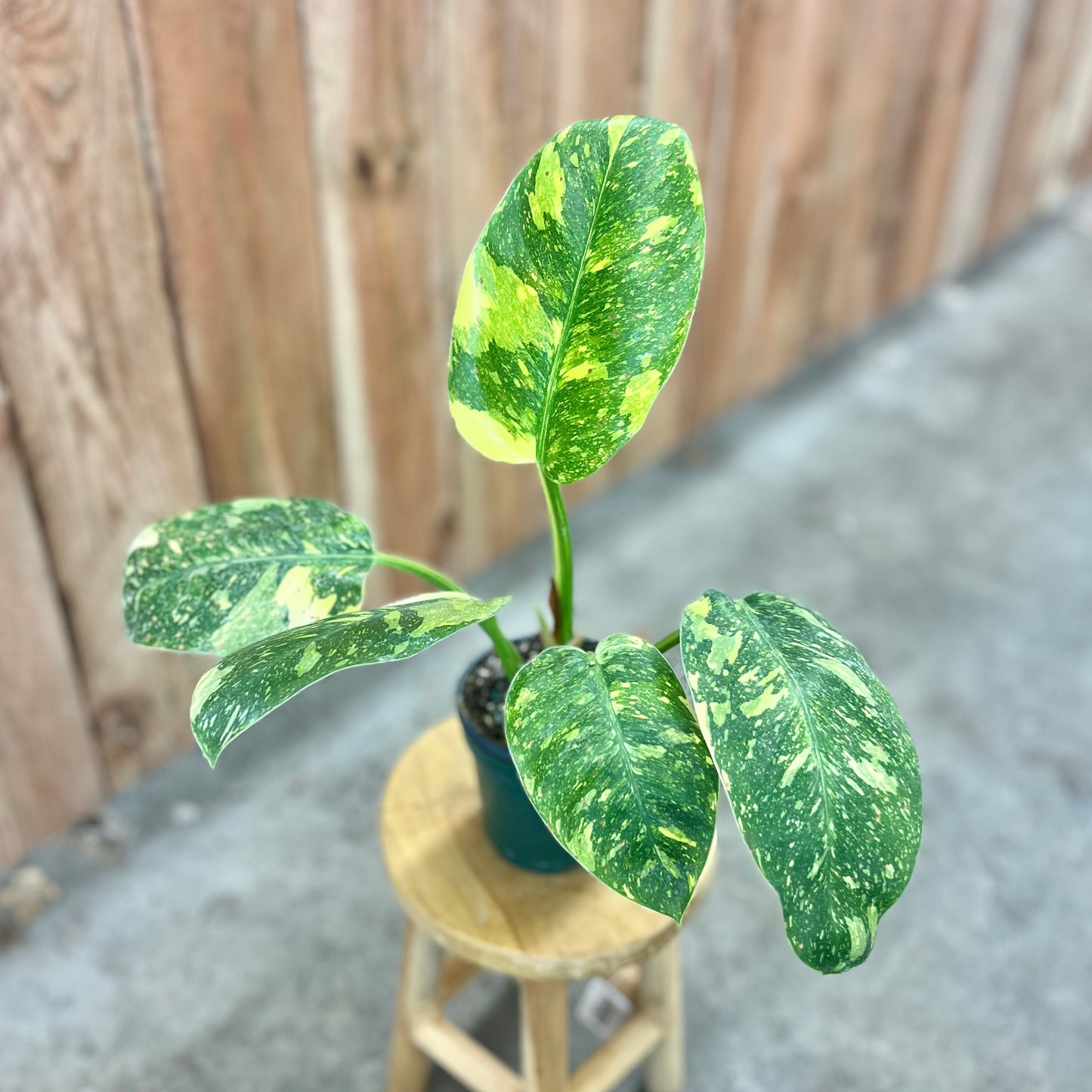 Philodendron 'Green Congo Nuclear'