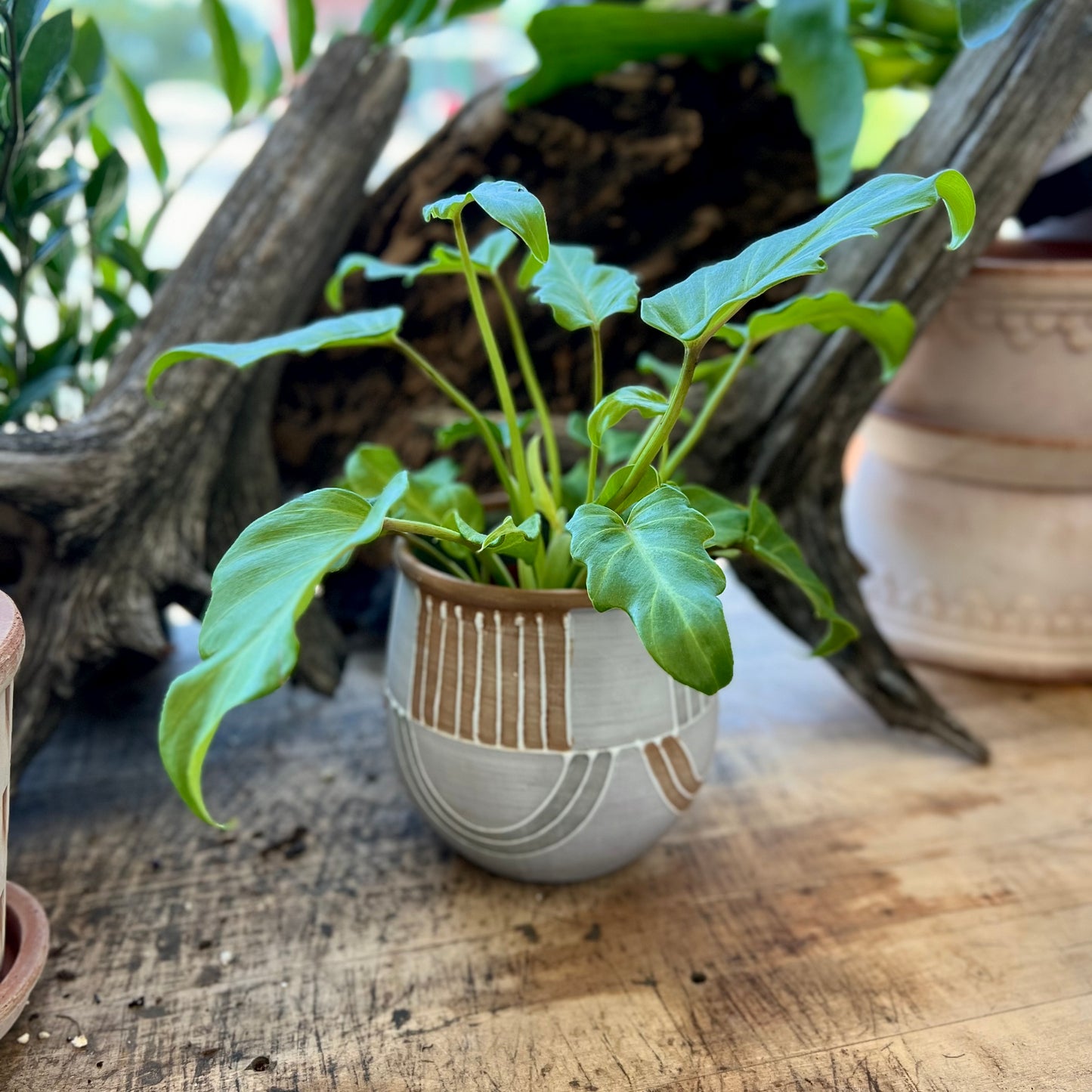 Philodendron Golden Xanadu in Restoration Pot