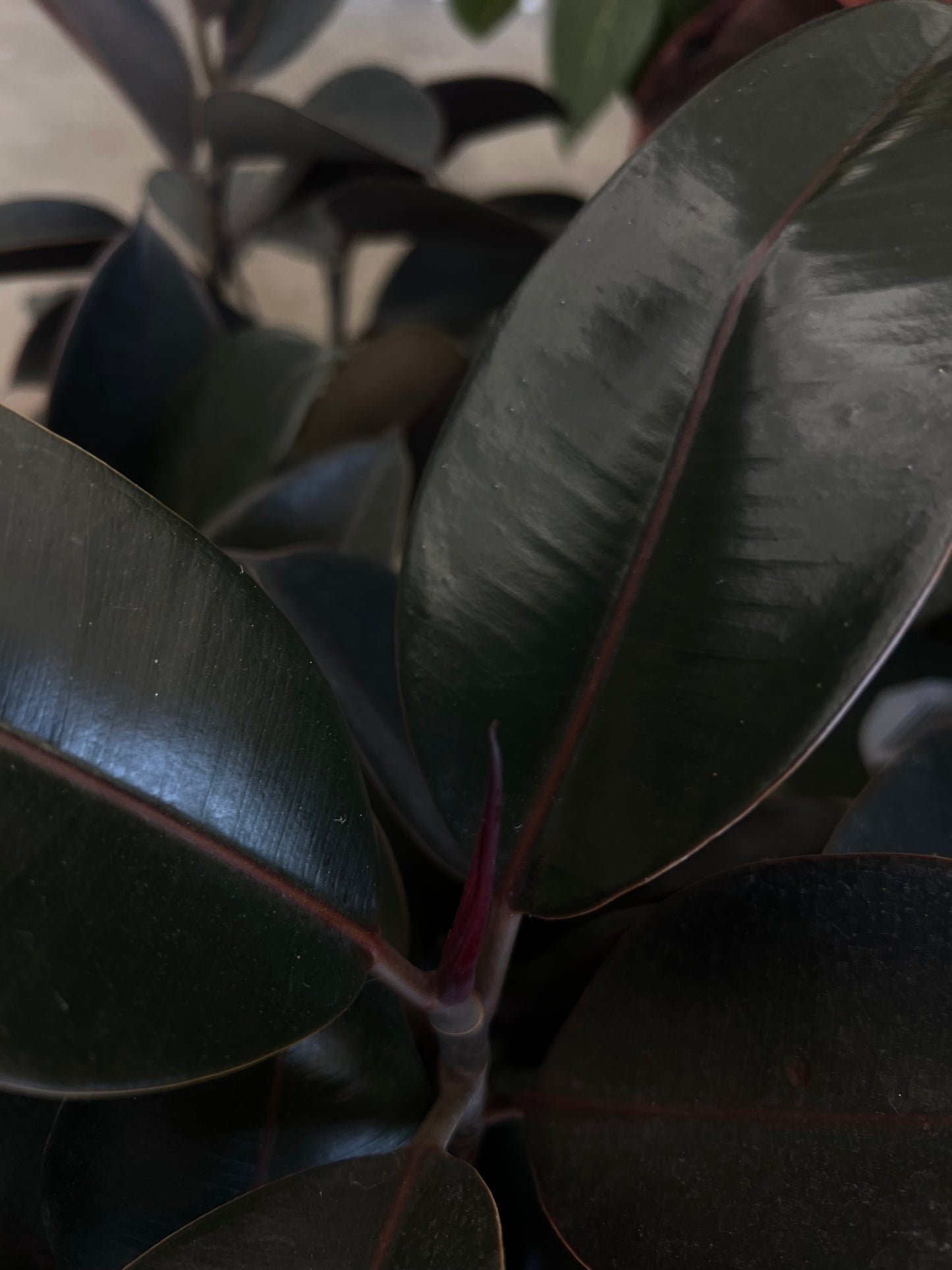 Ficus Elastica Burgundy