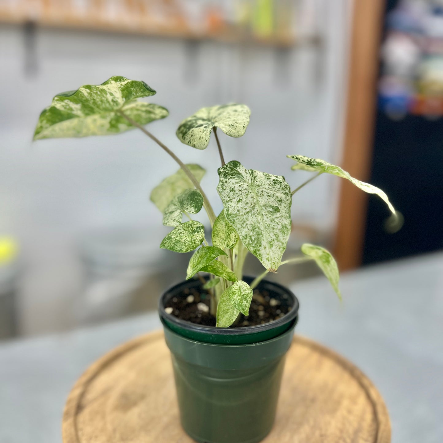 Alocasia Odora Batik
