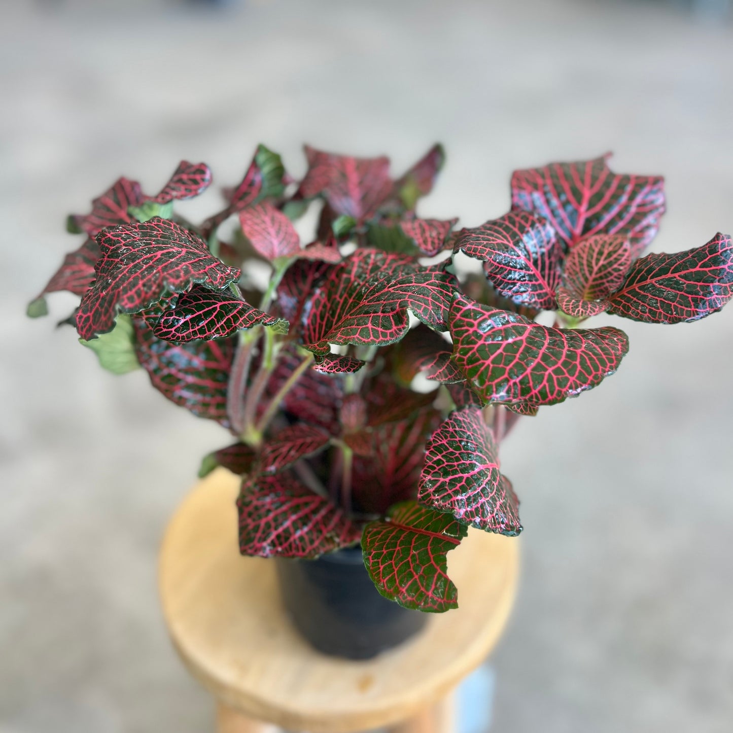 Fittonia