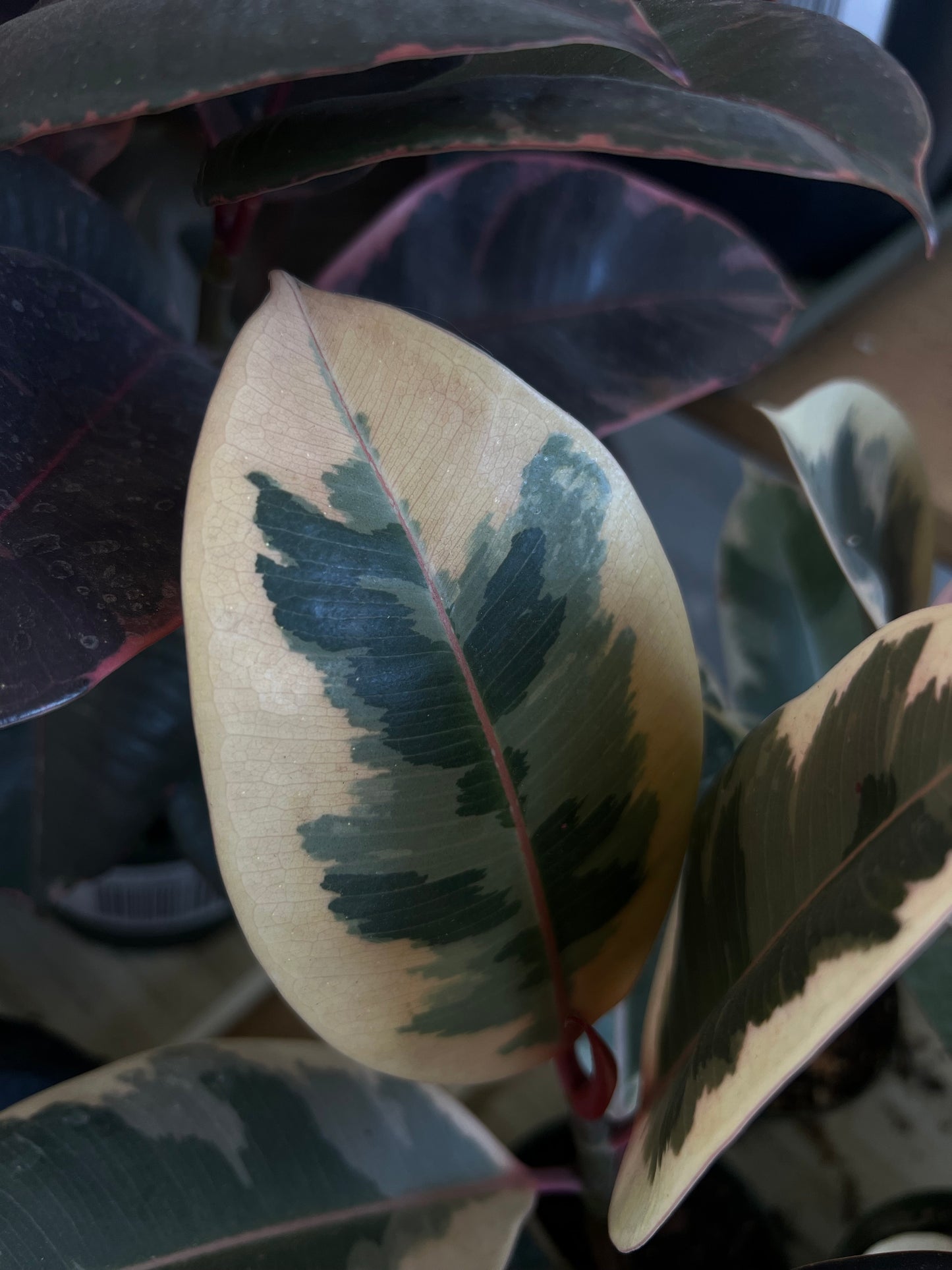 Ficus Elastica Tineke