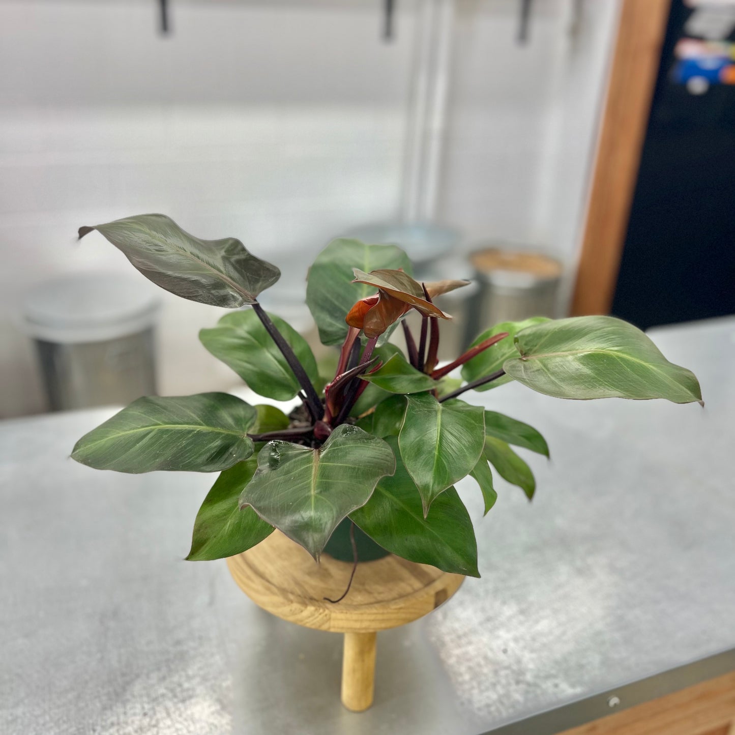 Philodendron 'McColley's Finale'