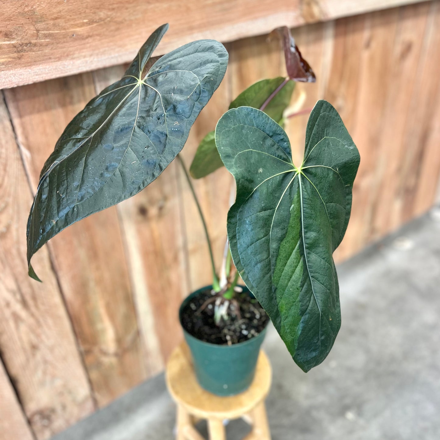 Anthurium Queen of Hearts