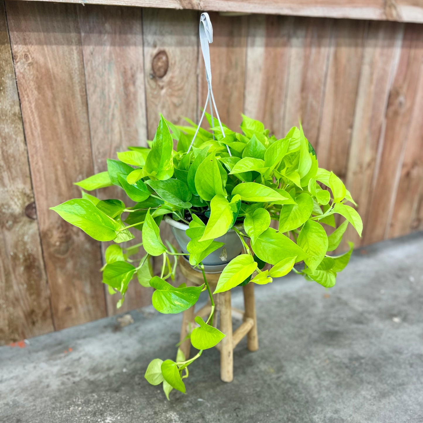 Pothos 'Neon' (Epipremnum aureum)