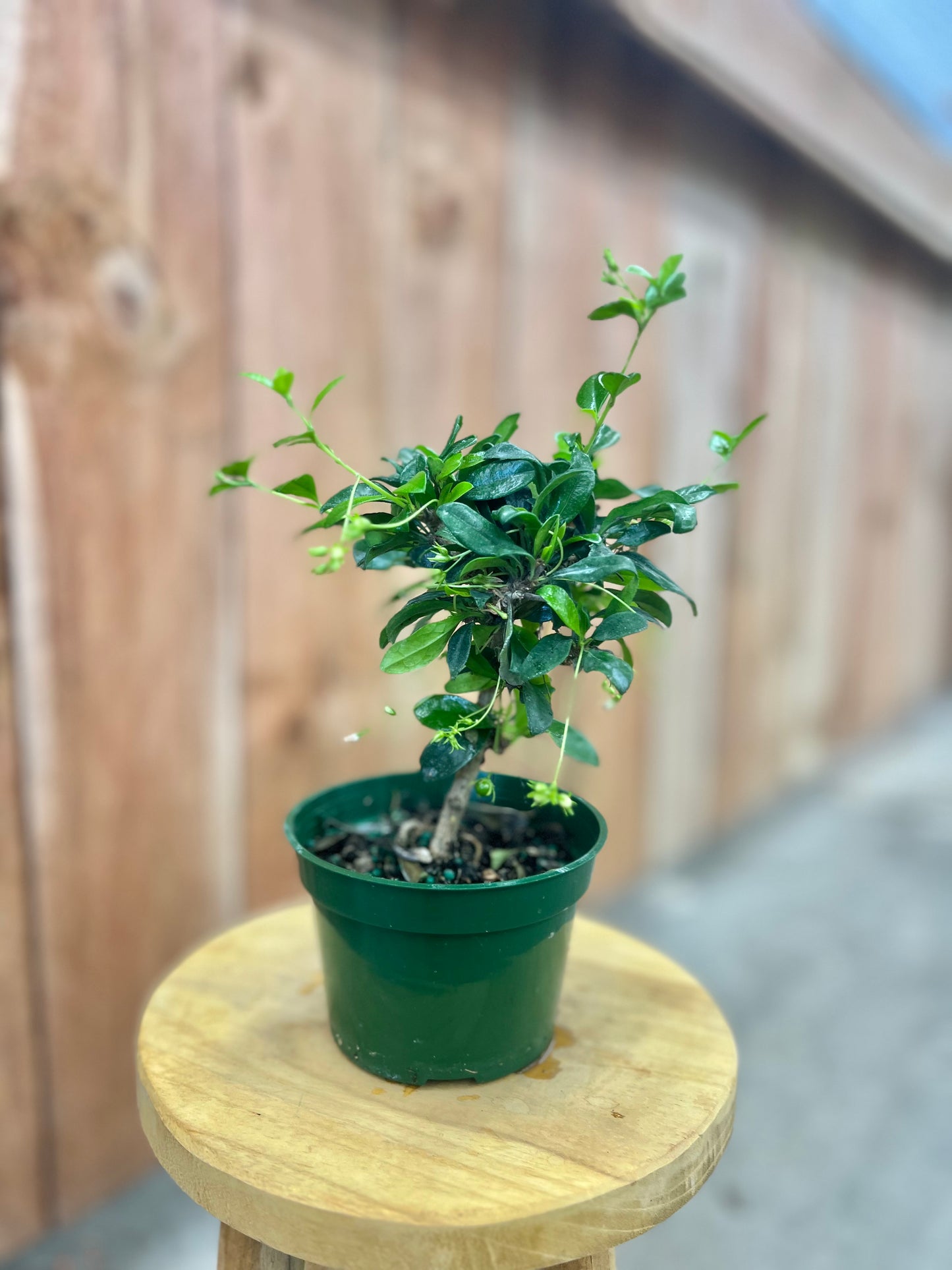 Bonsai Starts