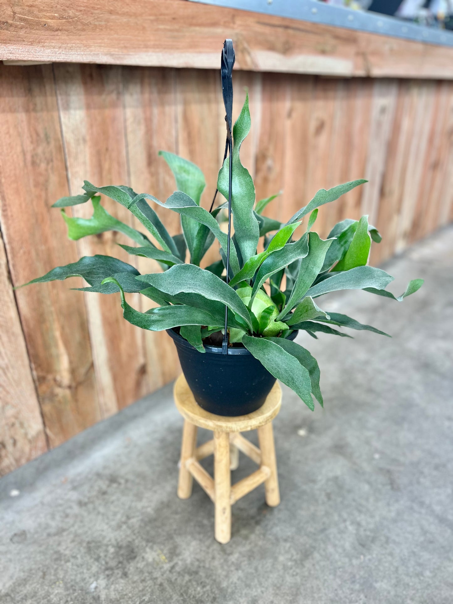 Staghorn Fern