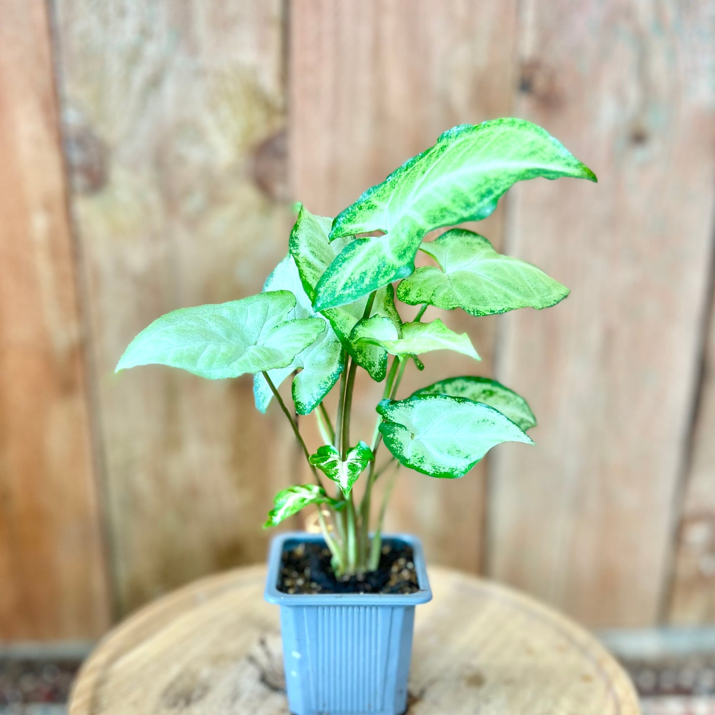Syngonium White Butterfly