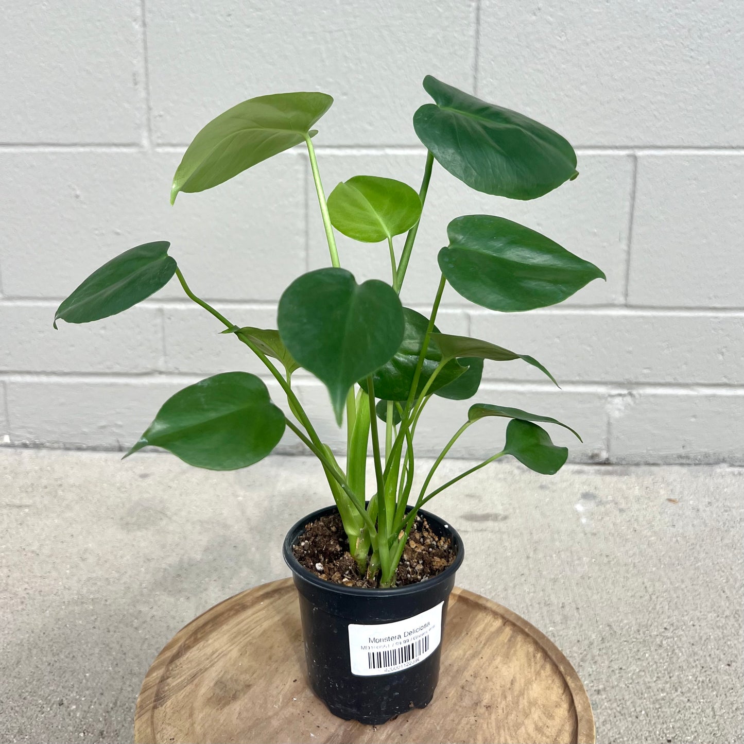 Monstera Deliciosa