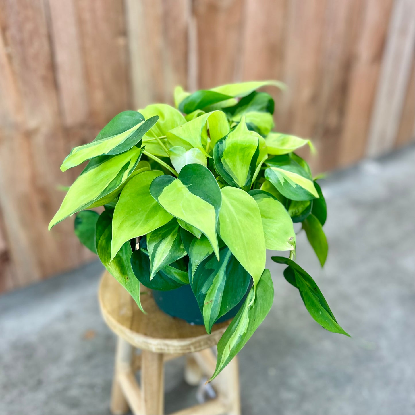 Philodendron Hederaceum 'Brasil'