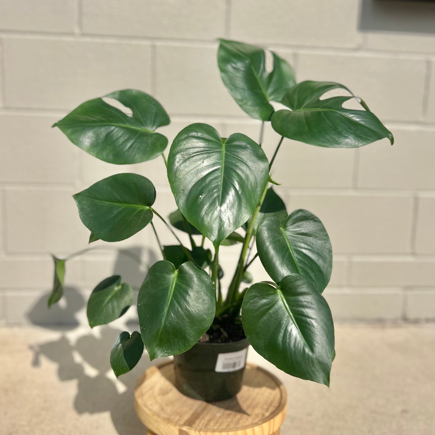 Monstera Deliciosa