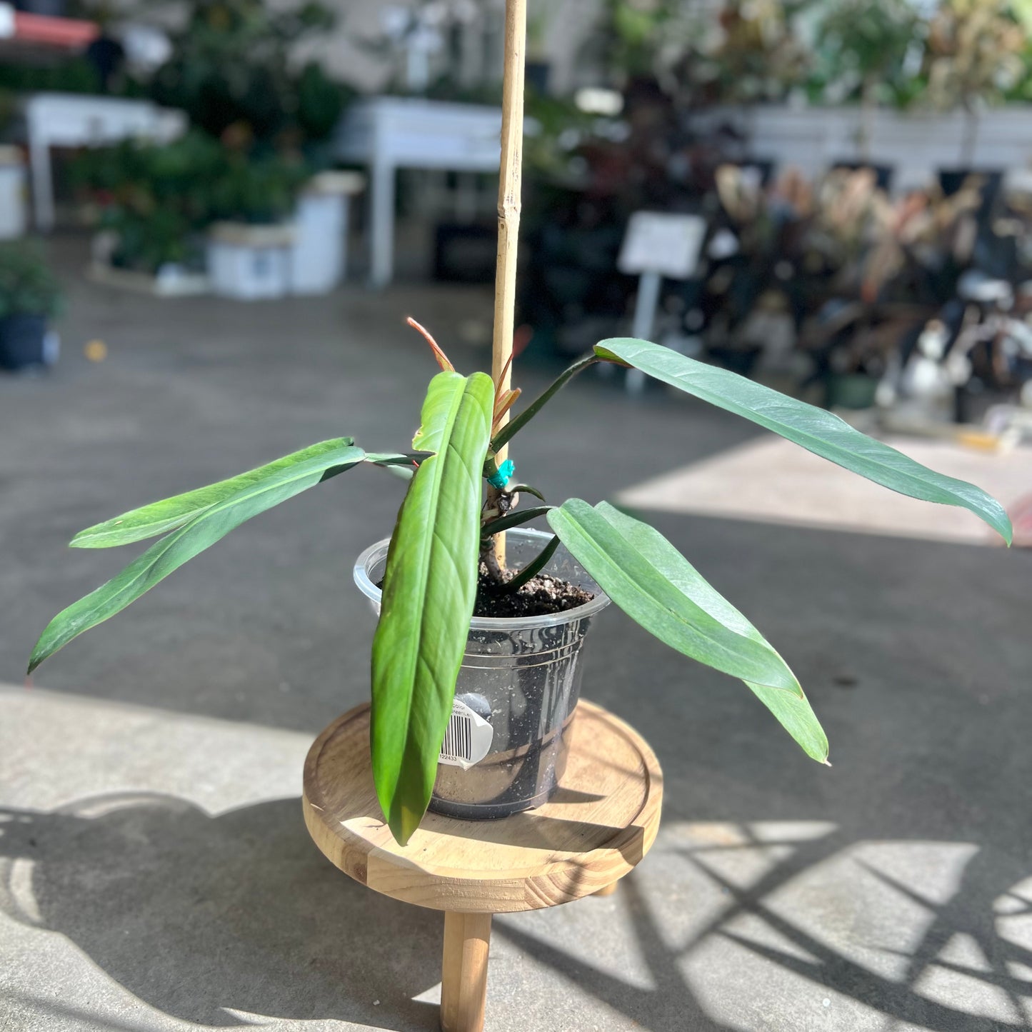 Philodendron 'Bicolor'