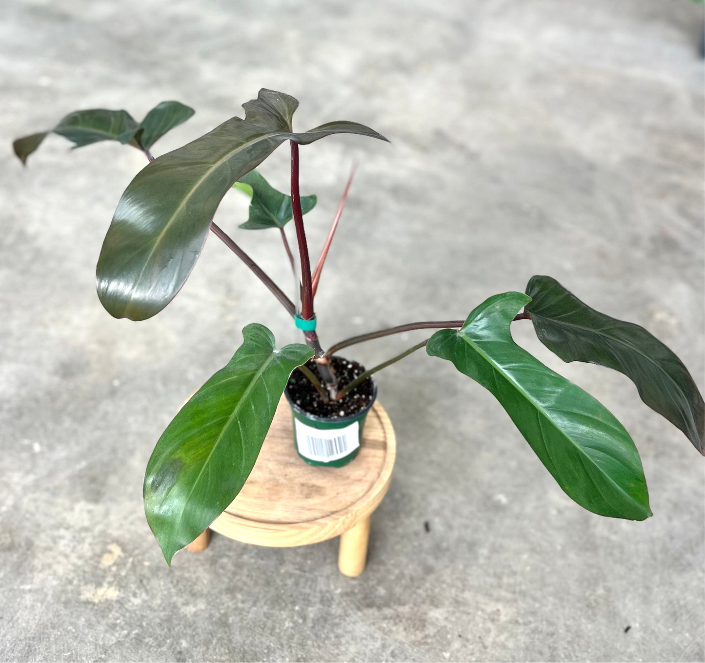Philodendron 'Florida Bronze'
