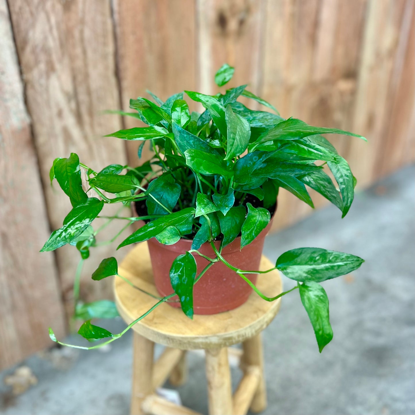 Pothos 'Skeleton Key' (Epipremnum pinnatum)
