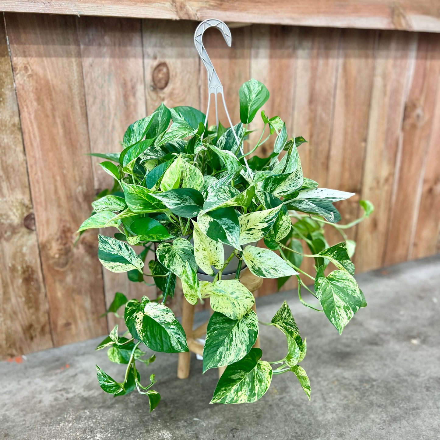 Pothos 'Marble Queen' (Epipremnum aureum)