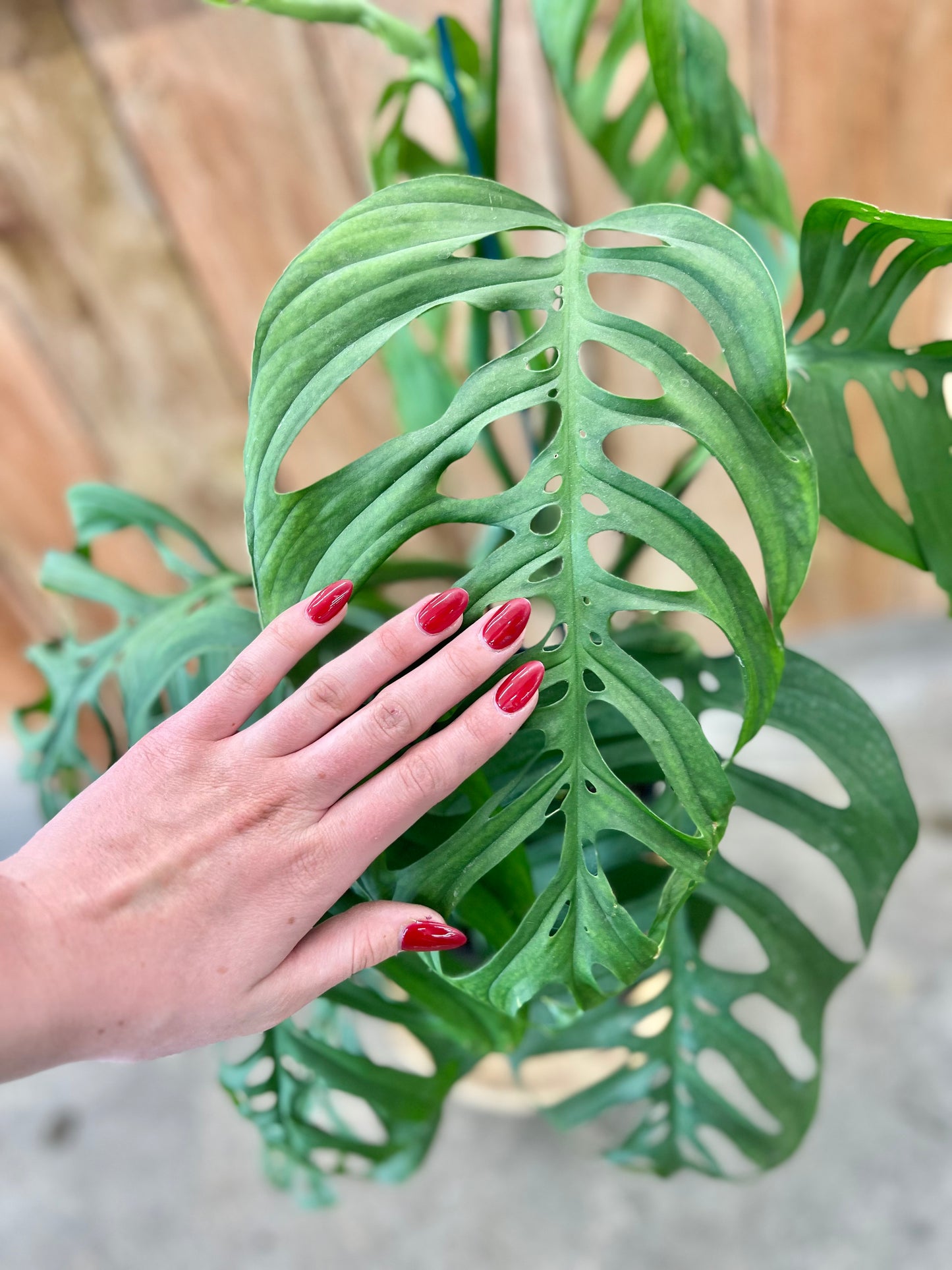 Monstera 'Esqueleto'