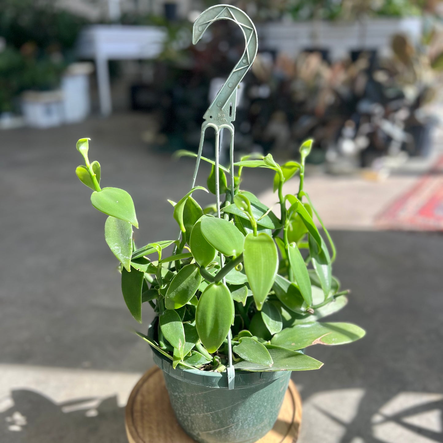 Orchid Vanilla Bean (Planifolia) - Hanging Basket
