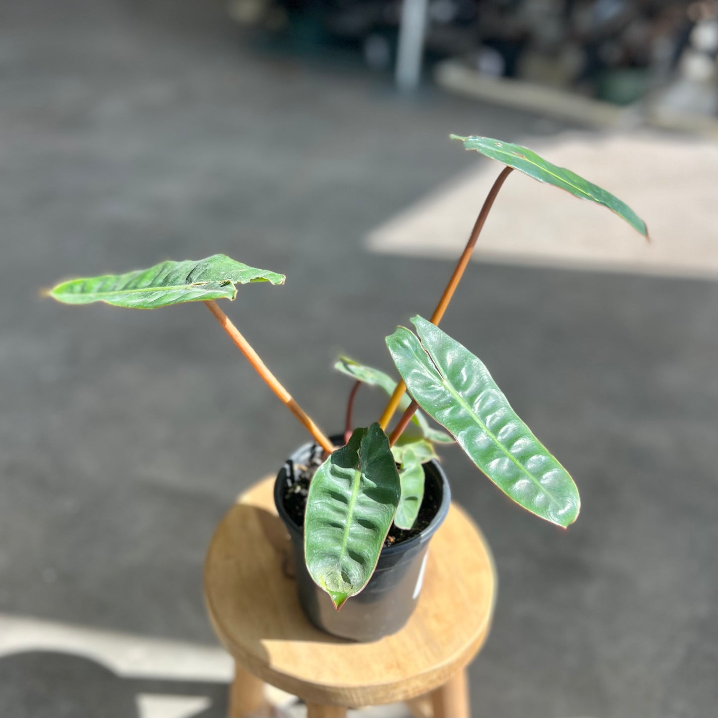 Philodendron 'Billietiae'