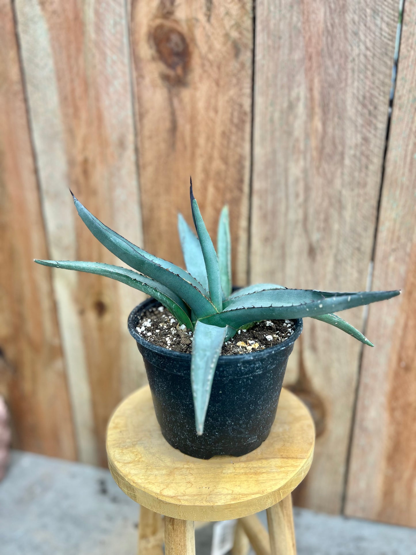 Agave 'Sharkskin'
