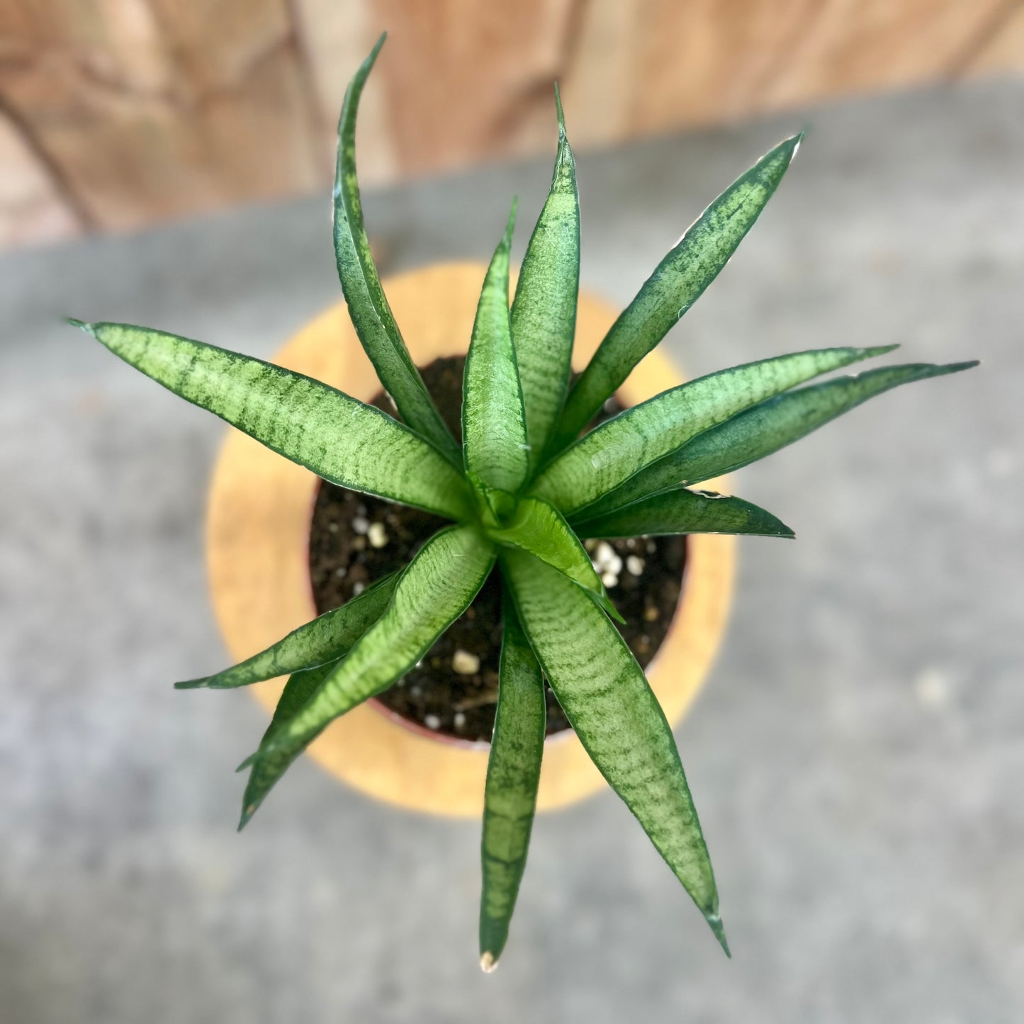 Sansevieria Lilliput