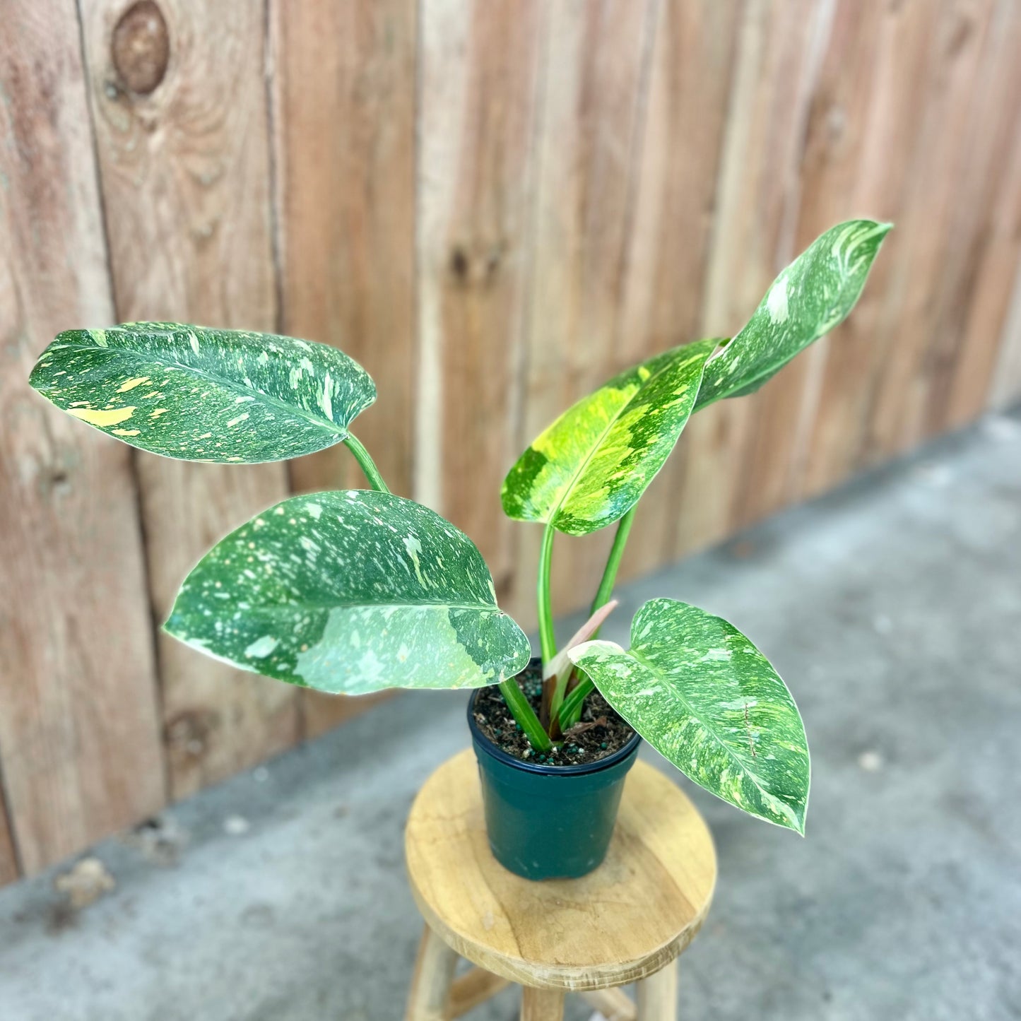 Philodendron 'Green Congo Nuclear'