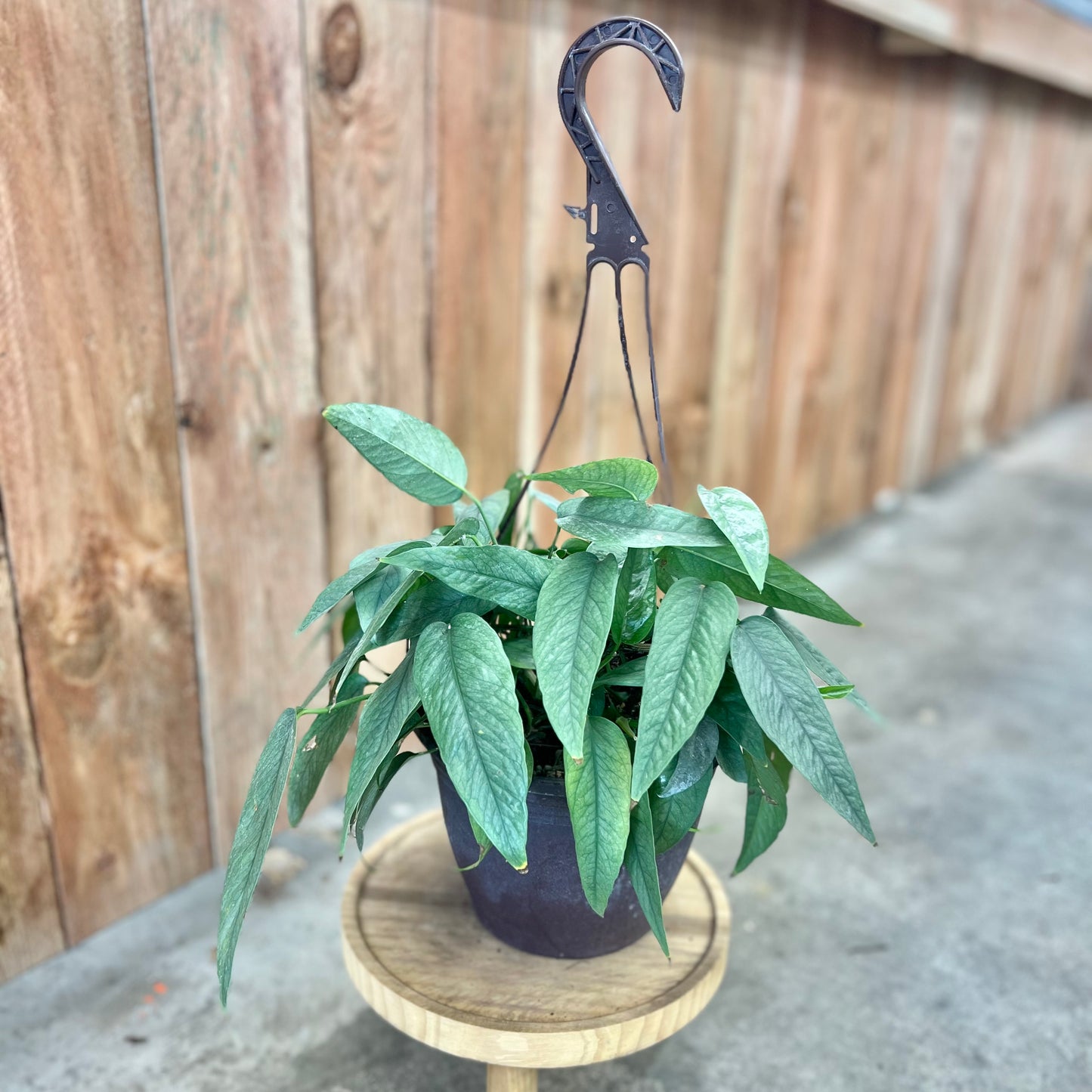 Pothos Cebu Blue (Epipremnum pinnatum)