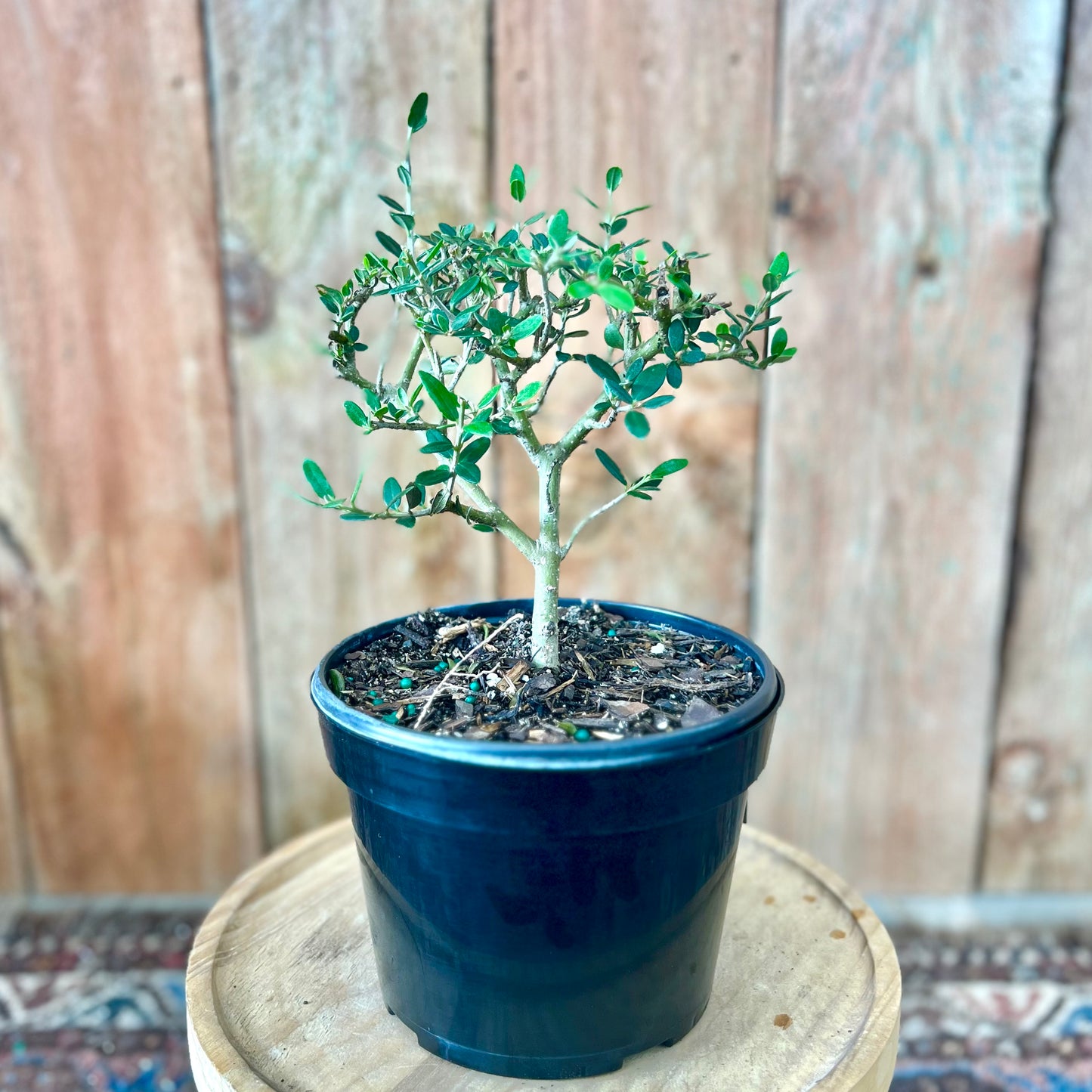 Bonsai European Olive