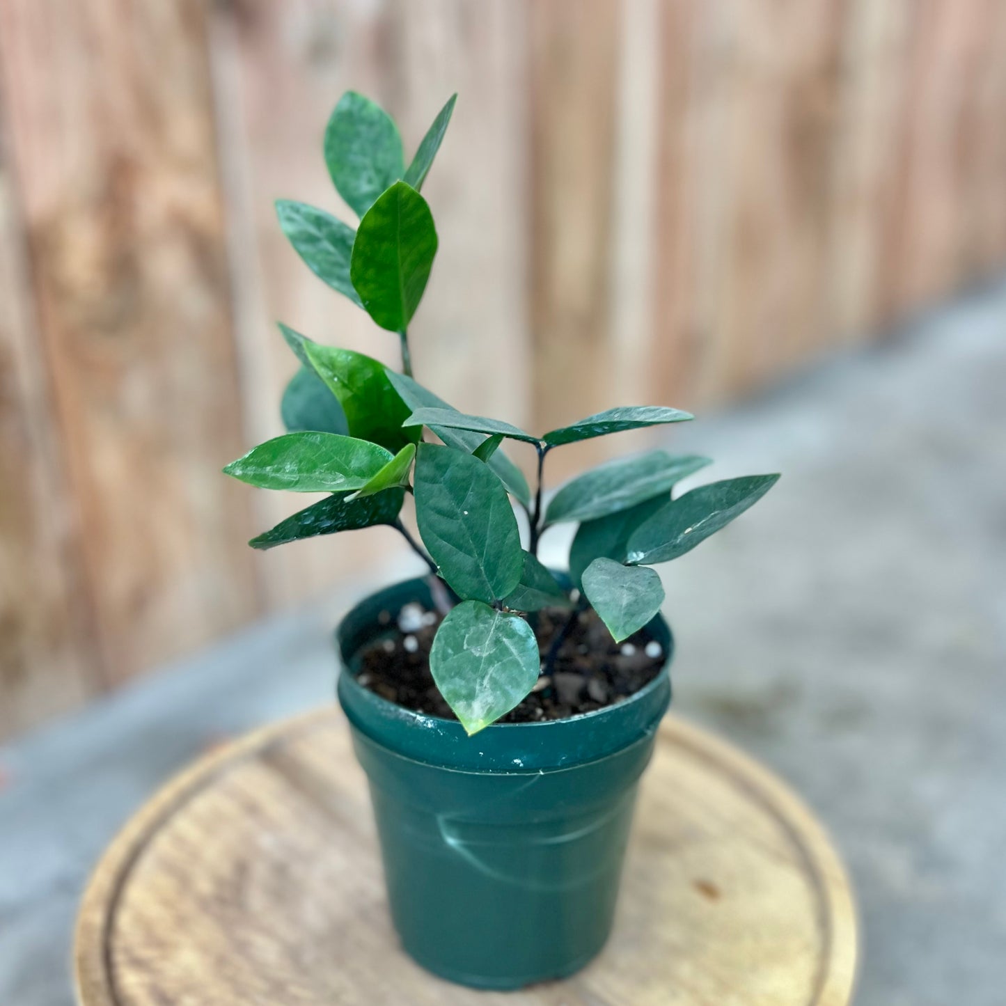 ZZ Plant (Zamioculcas zamiifolia)