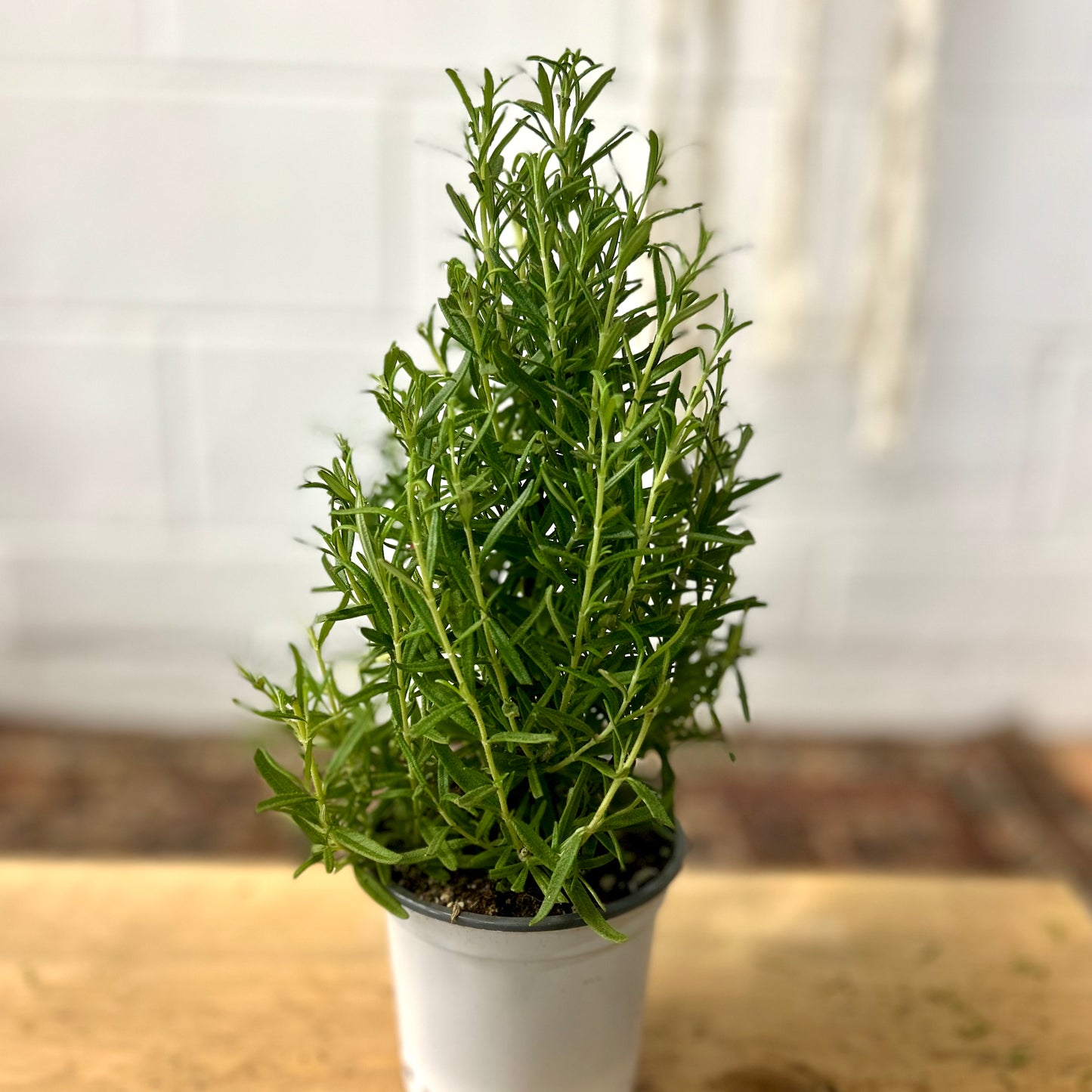 Rosemary Cone