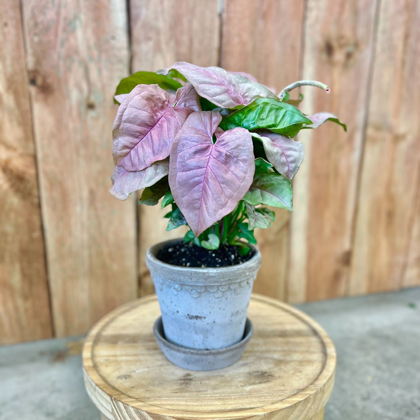 Syngonium Pink Neon in Mini Kobenhavner