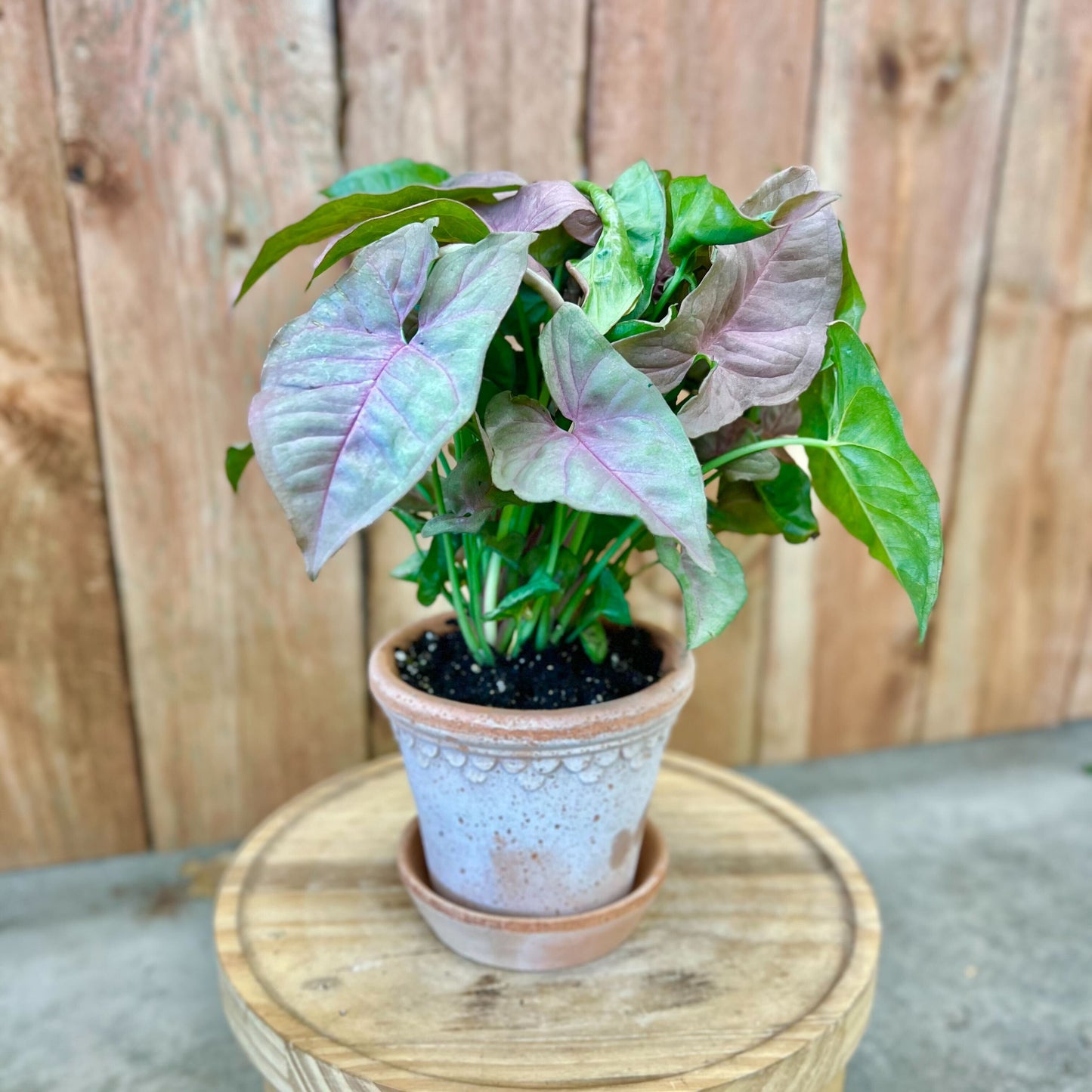Syngonium Pink Neon in Mini Kobenhavner