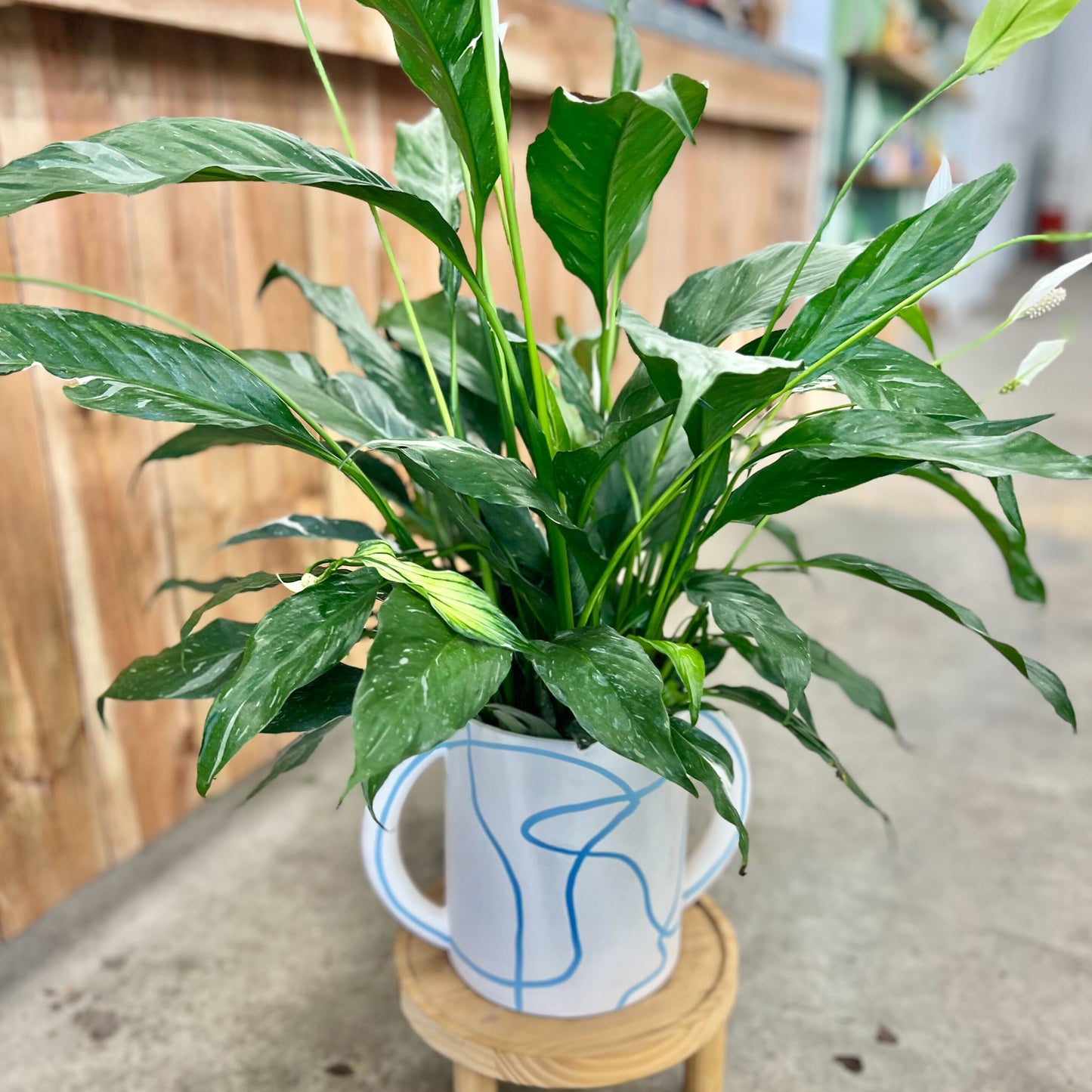Domino Peace Lily in Maritza Jug