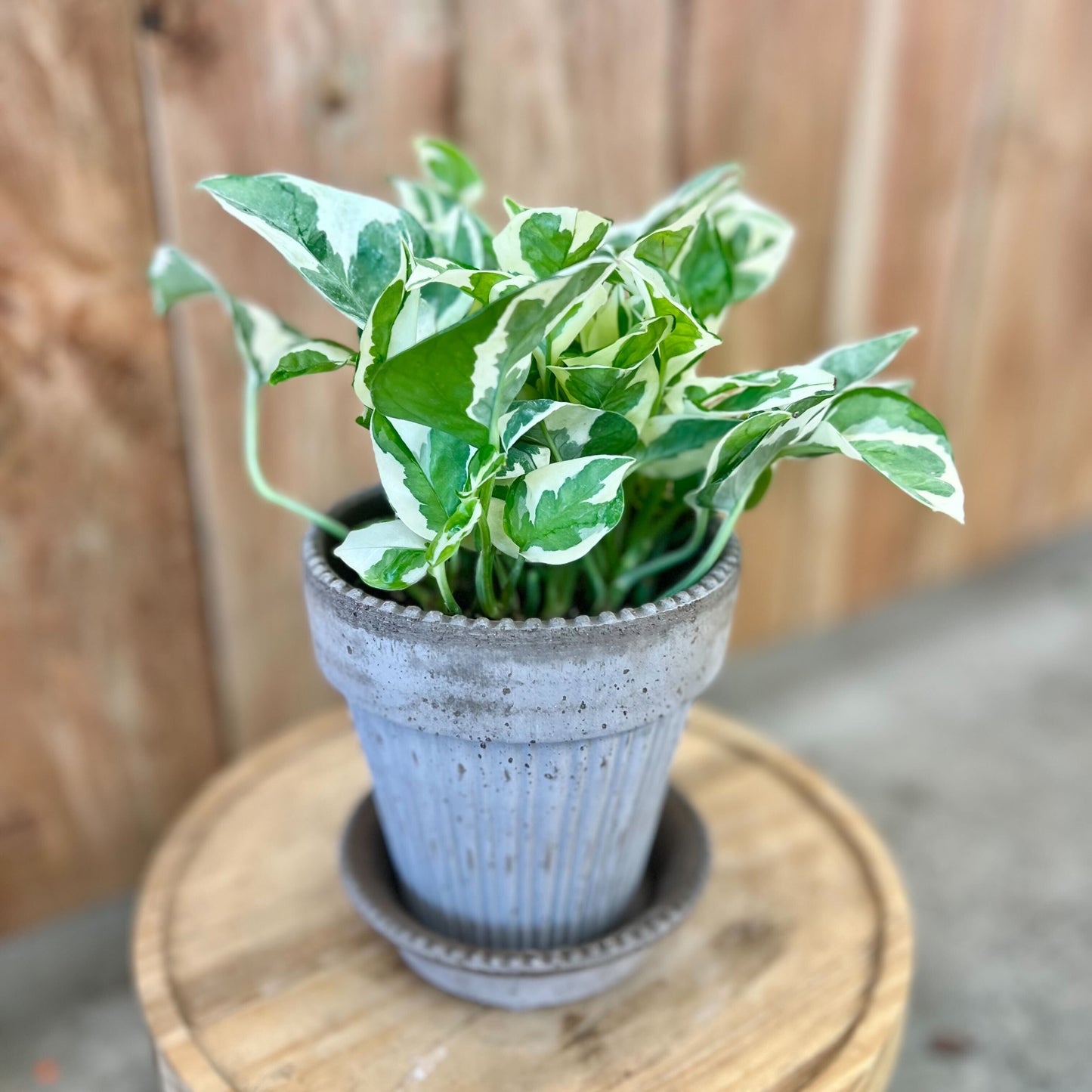 Pothos Pearls & Jade in Simona Pot
