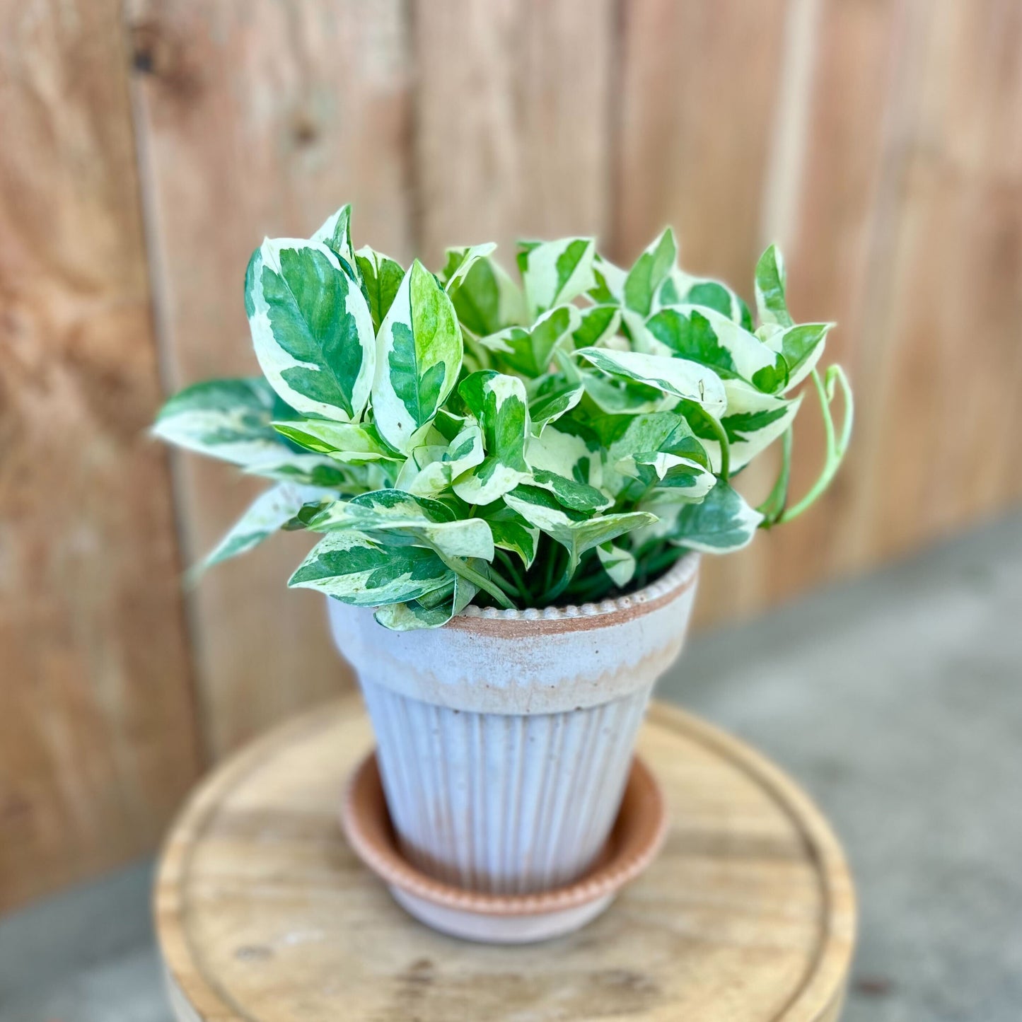 Pothos Pearls & Jade in Simona Pot