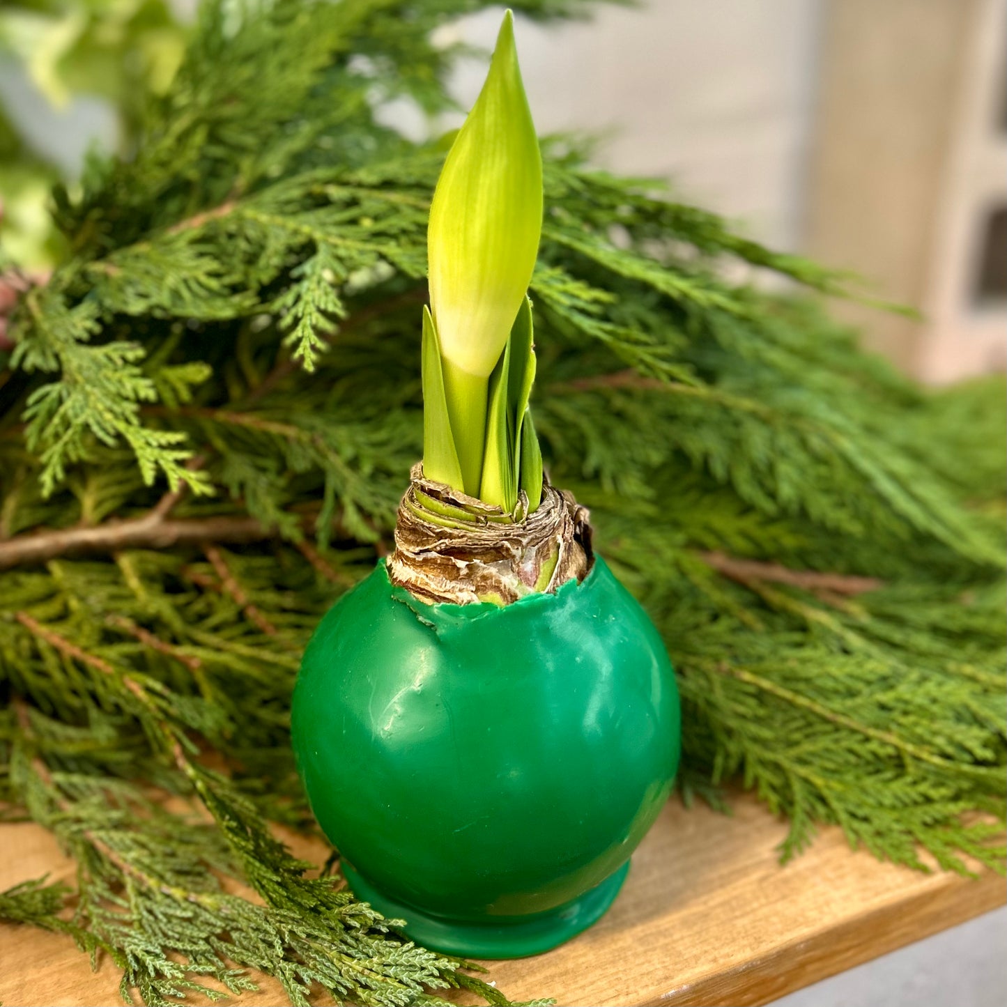 Wax Dipped Amaryllis