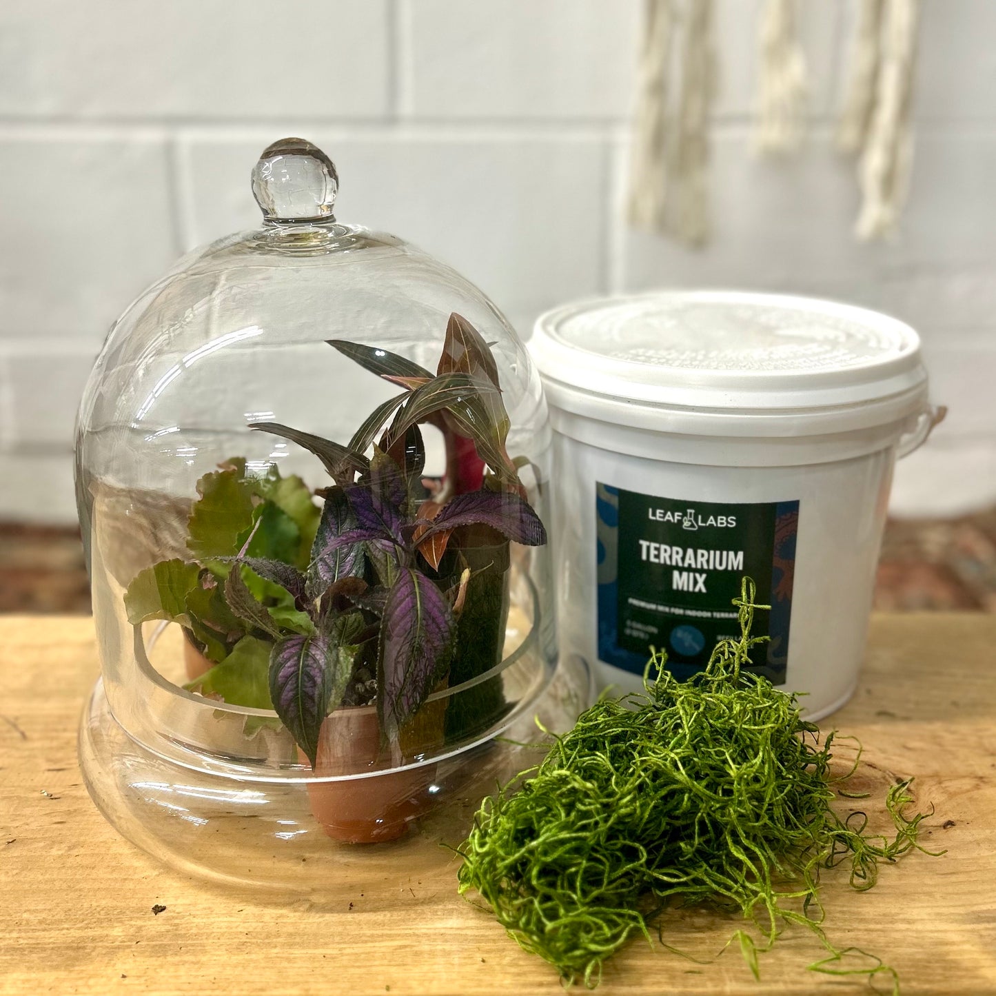 Terrarium Kit #1