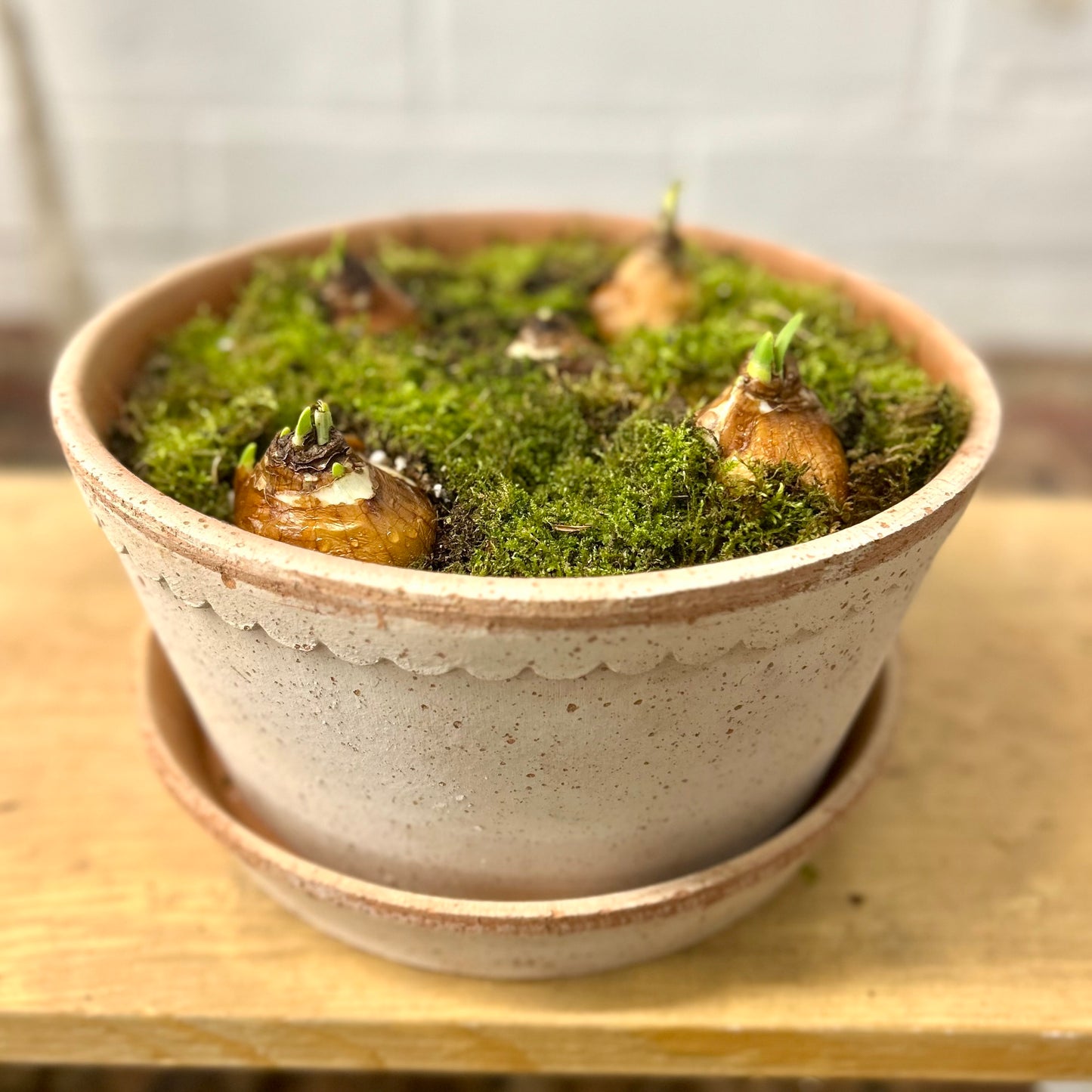 Bergs Paperwhite Combo