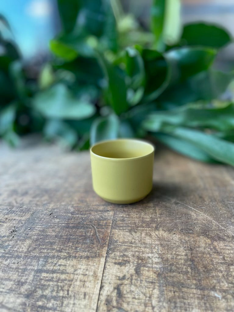 Kendall Pot