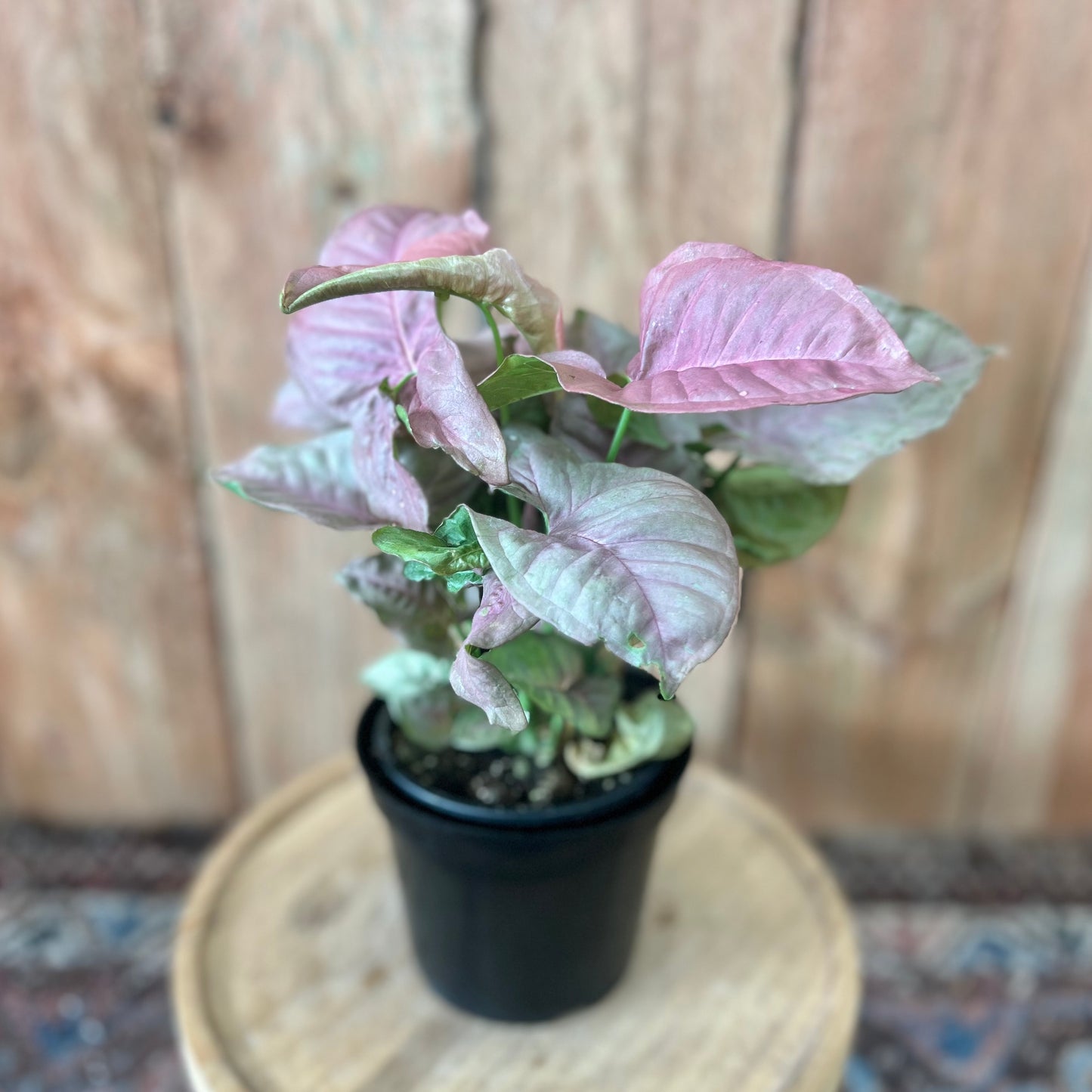 Syngonium Pink Neon